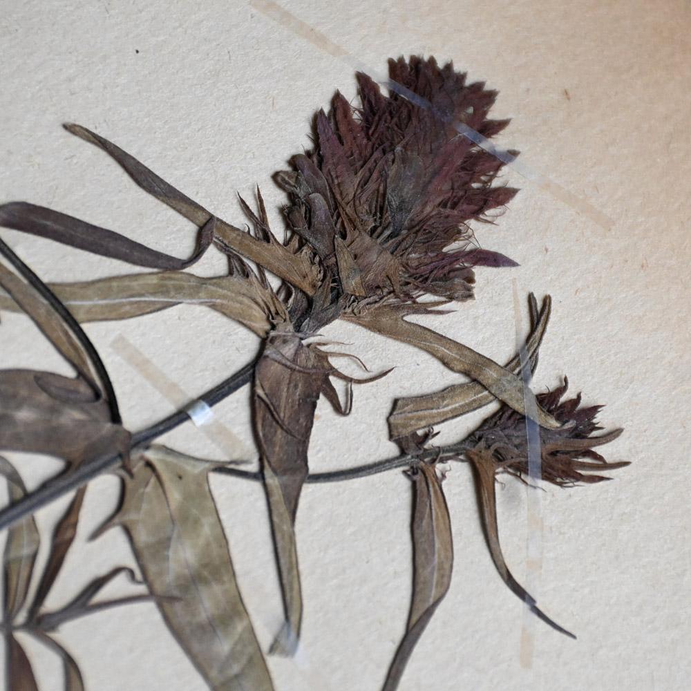 Collection of Early 20th Century Framed Botanic Pressed Flowers im Angebot 2