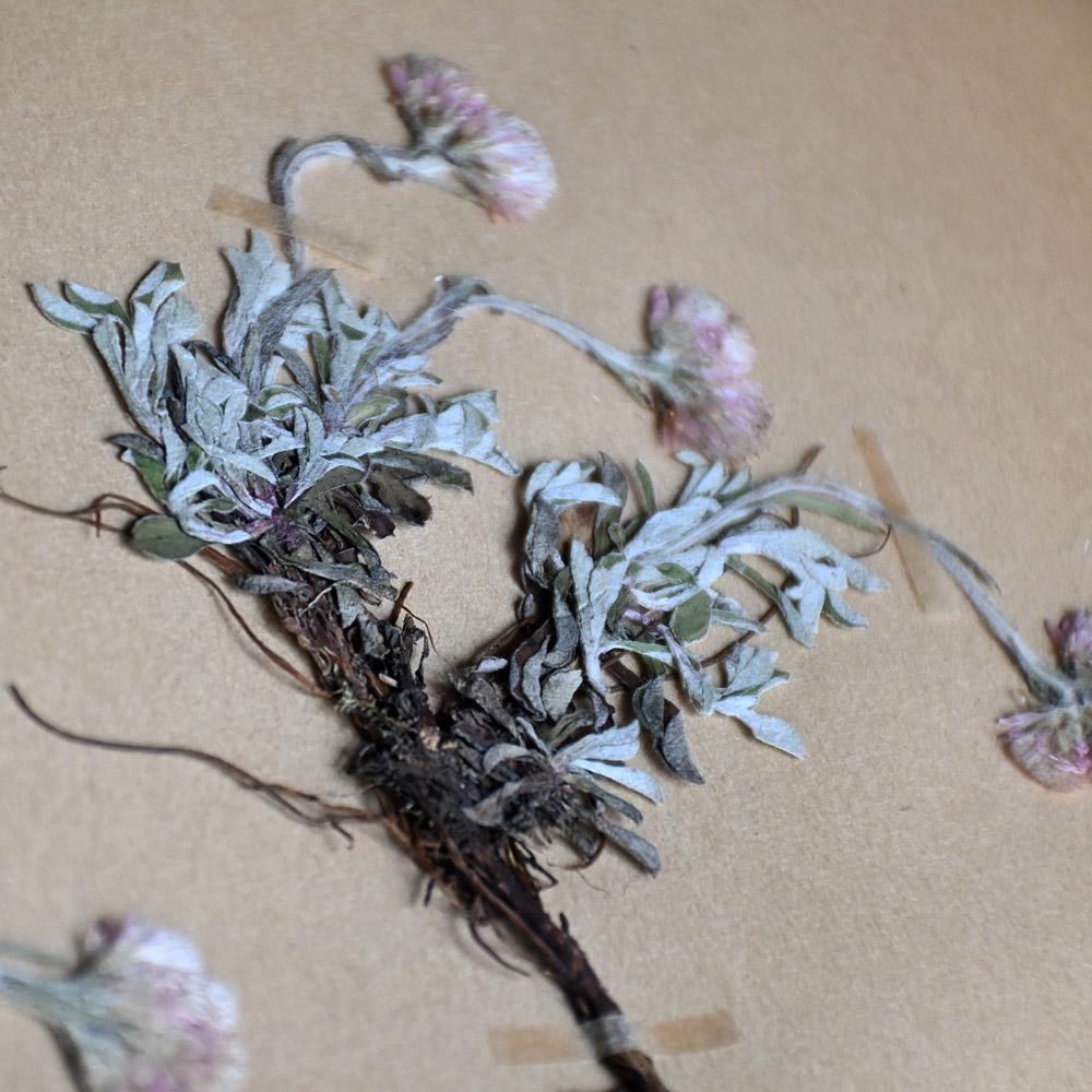 Collection of Early 20th Century Framed Botanic Pressed Flowers im Angebot 3
