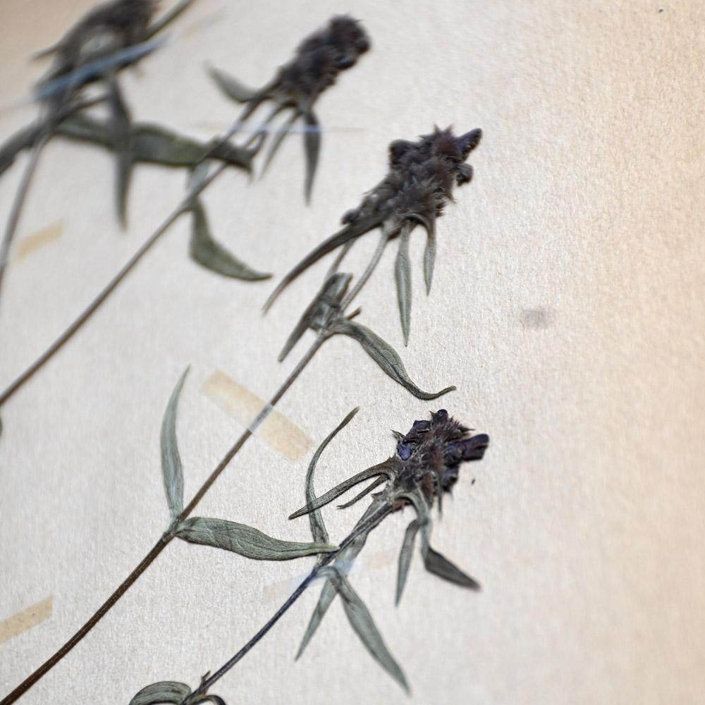 Collection of Early 20th Century Framed Botanic Pressed Flowers im Angebot 5