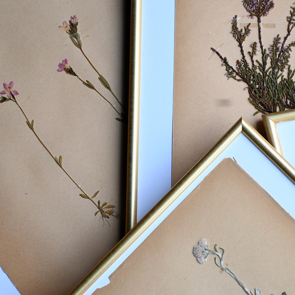 Collection of Early 20th Century Framed Botanic Pressed Flowers im Angebot 7