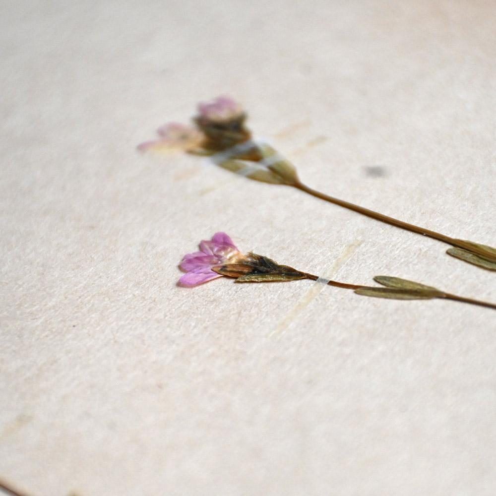 Collection of Early 20th Century Framed Botanic Pressed Flowers (Europäisch) im Angebot