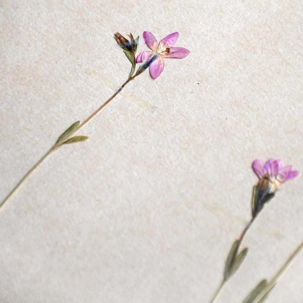 Collection of Early 20th Century Framed Botanic Pressed Flowers (Handgefertigt) im Angebot