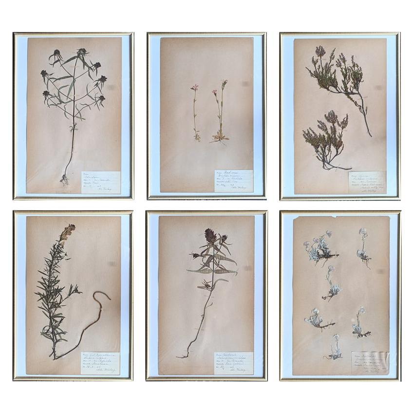 Collection of Early 20th Century Framed Botanic Pressed Flowers im Angebot