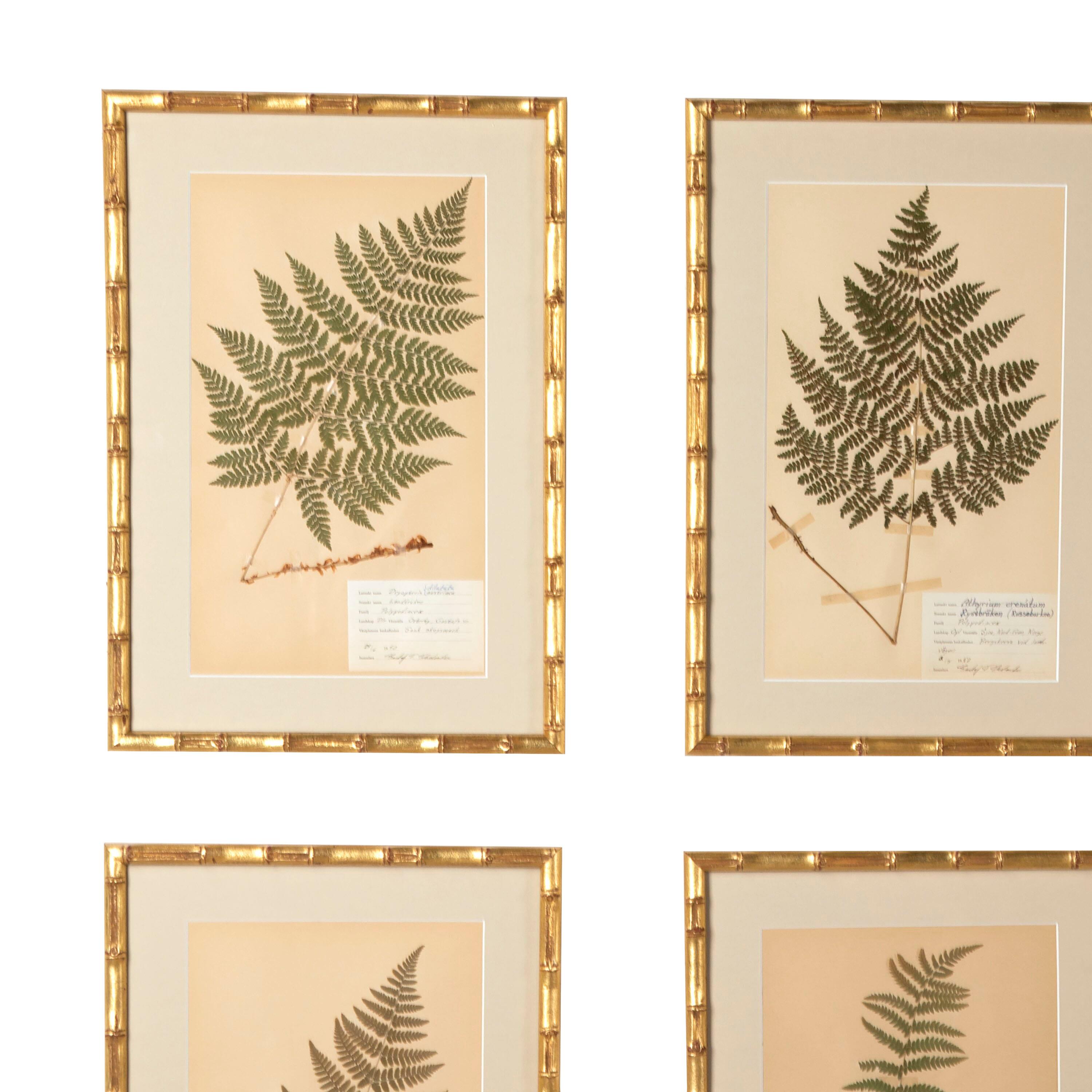 Collection of Eight 19th Century Swedish Herbarium Ferns In Good Condition In Tetbury, Gloucestershire