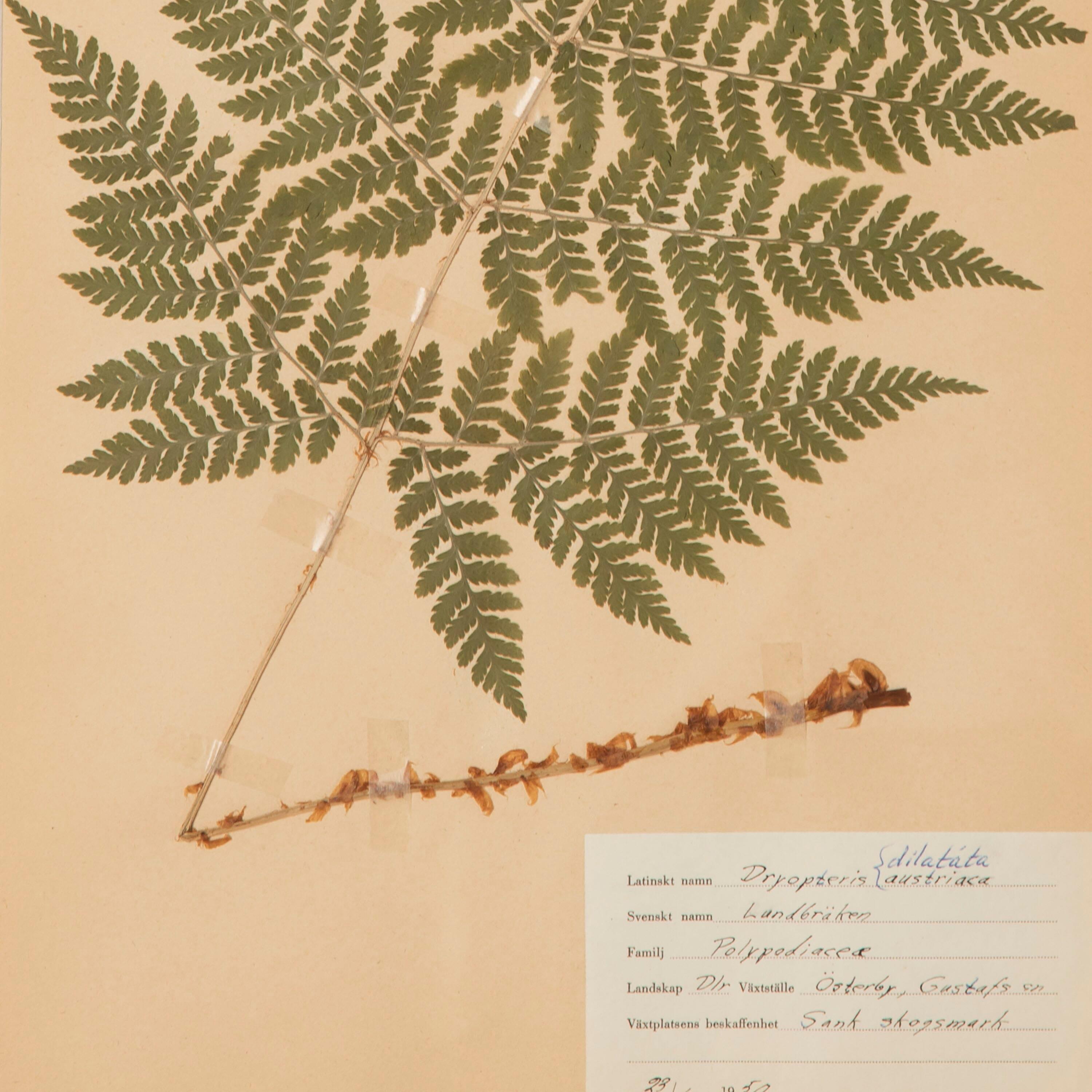 Paper Collection of Eight 19th Century Swedish Herbarium Ferns