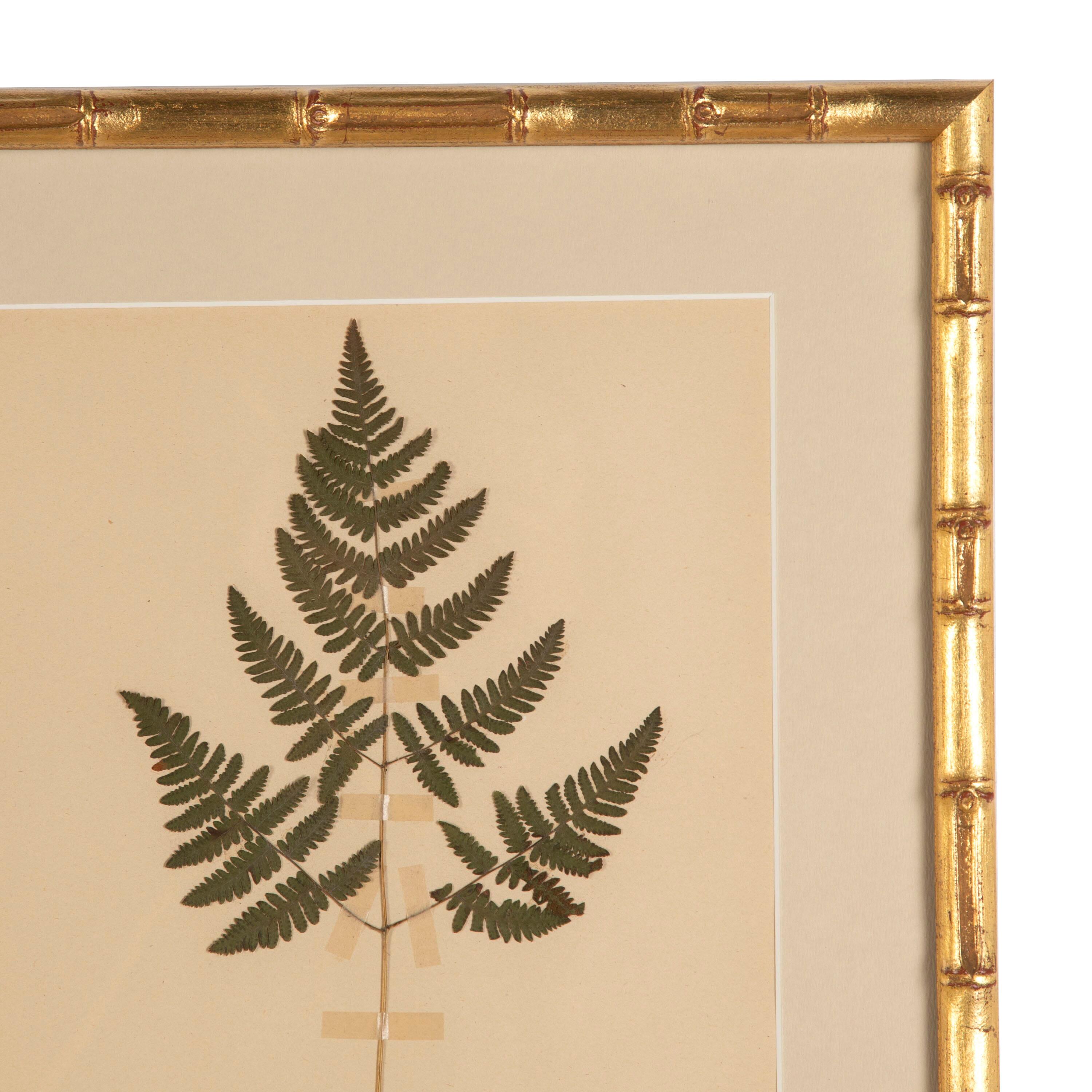 Collection of Eight 19th Century Swedish Herbarium Ferns 1