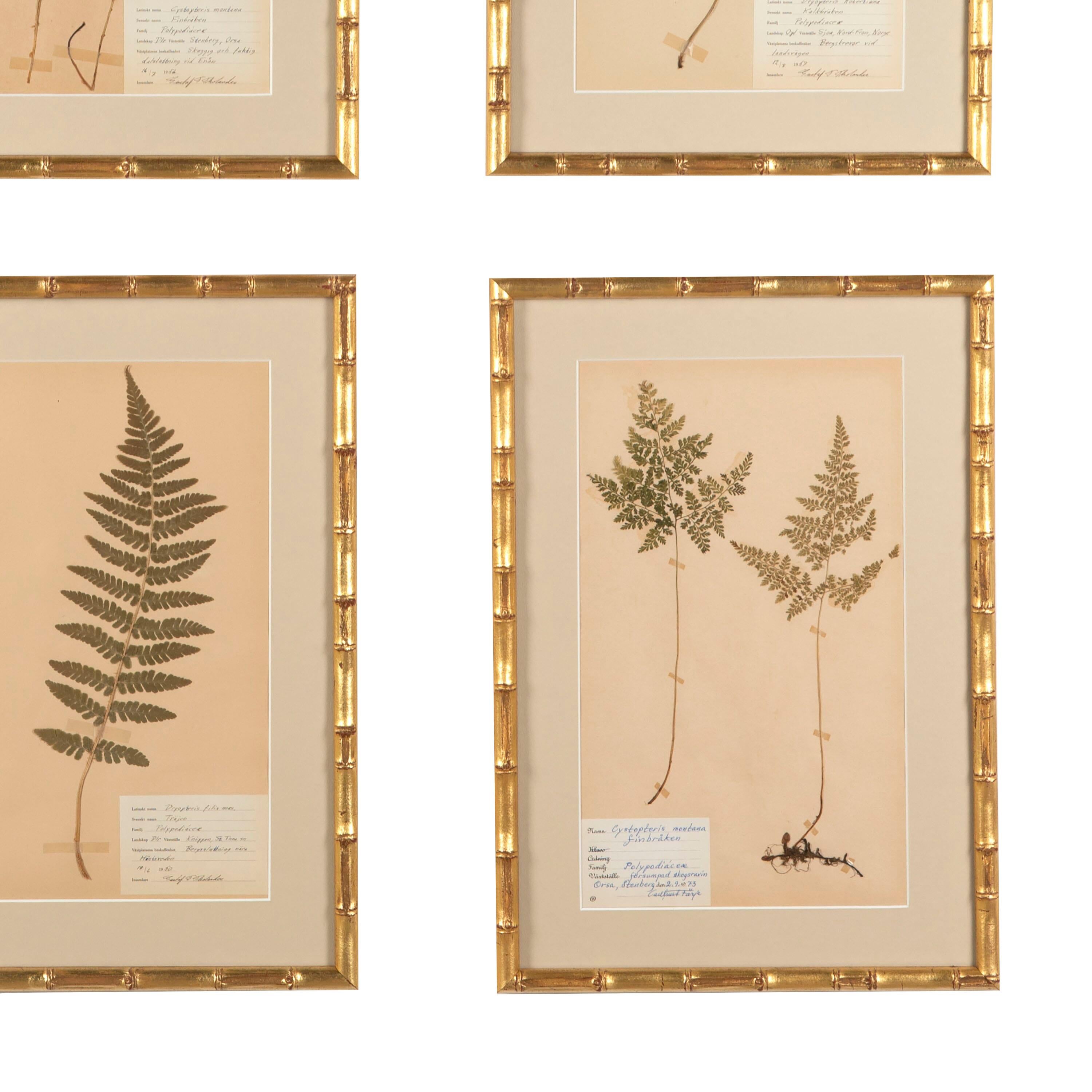 Collection of Eight 19th Century Swedish Herbarium Ferns 2