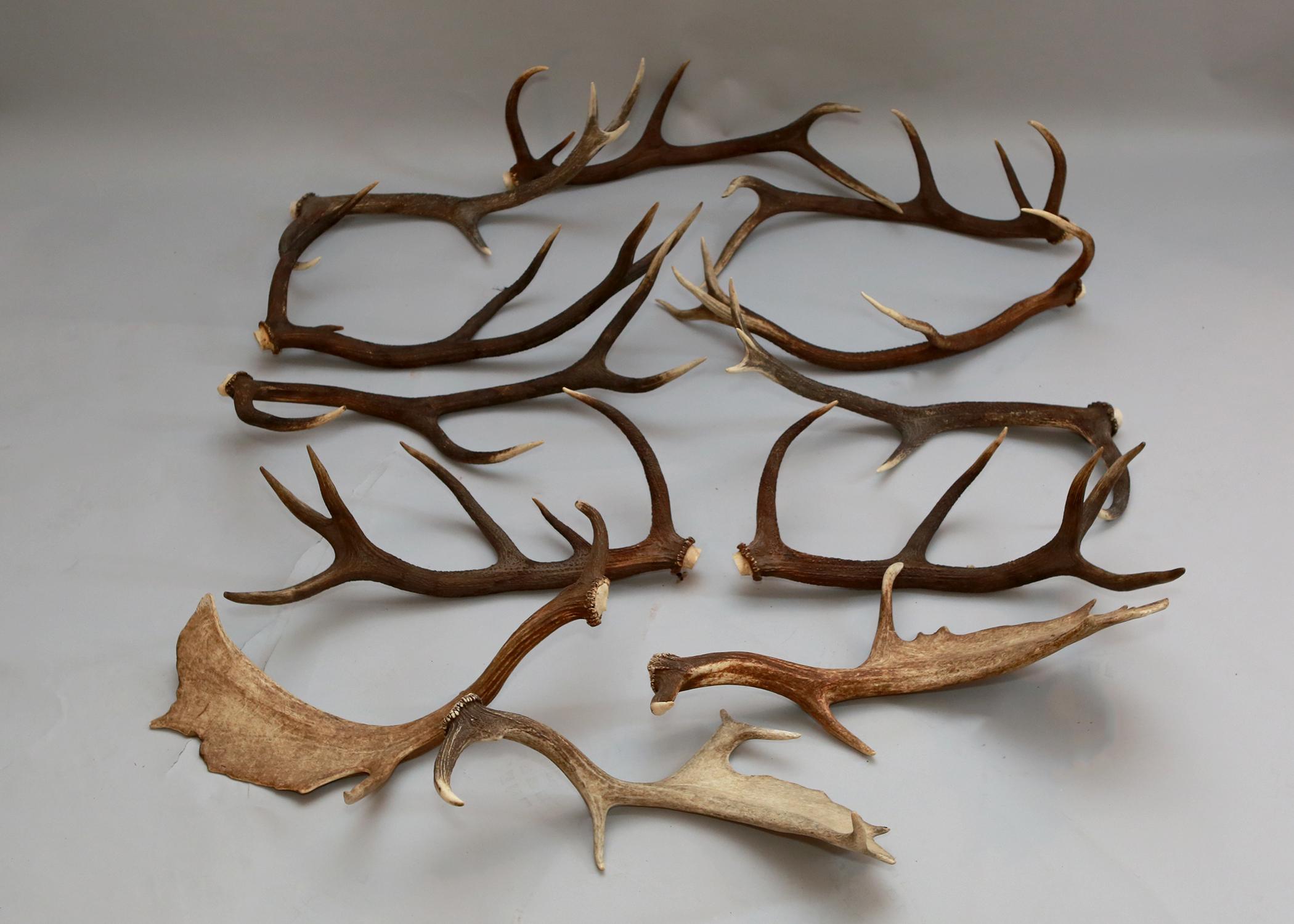 Collection of authentic elk and moose antlers of varying sizes. Perfect for holiday decorating.