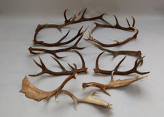 European Collection of Elk and Moose Antlers