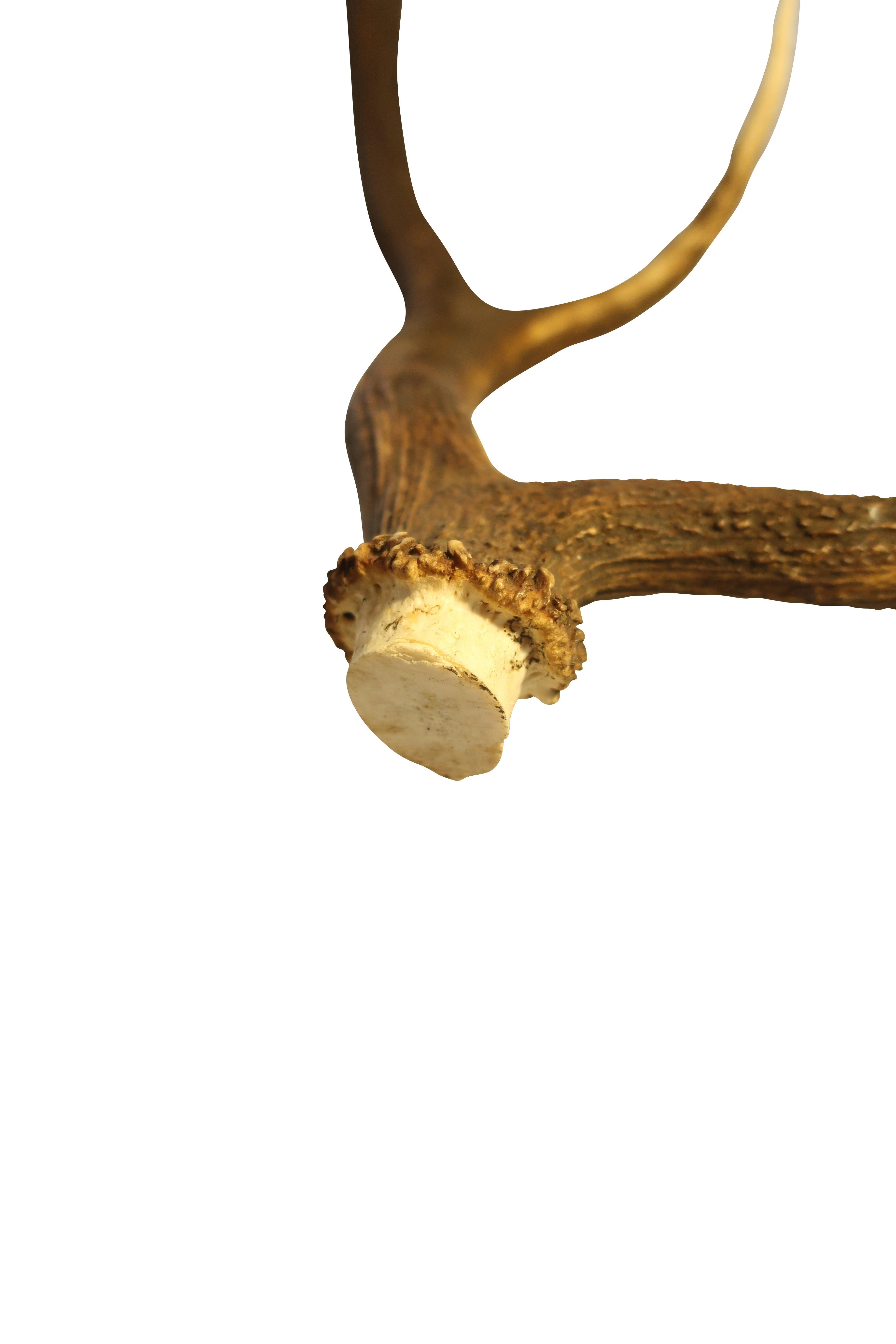 German European Collection of Elk and Moose Antlers For Sale