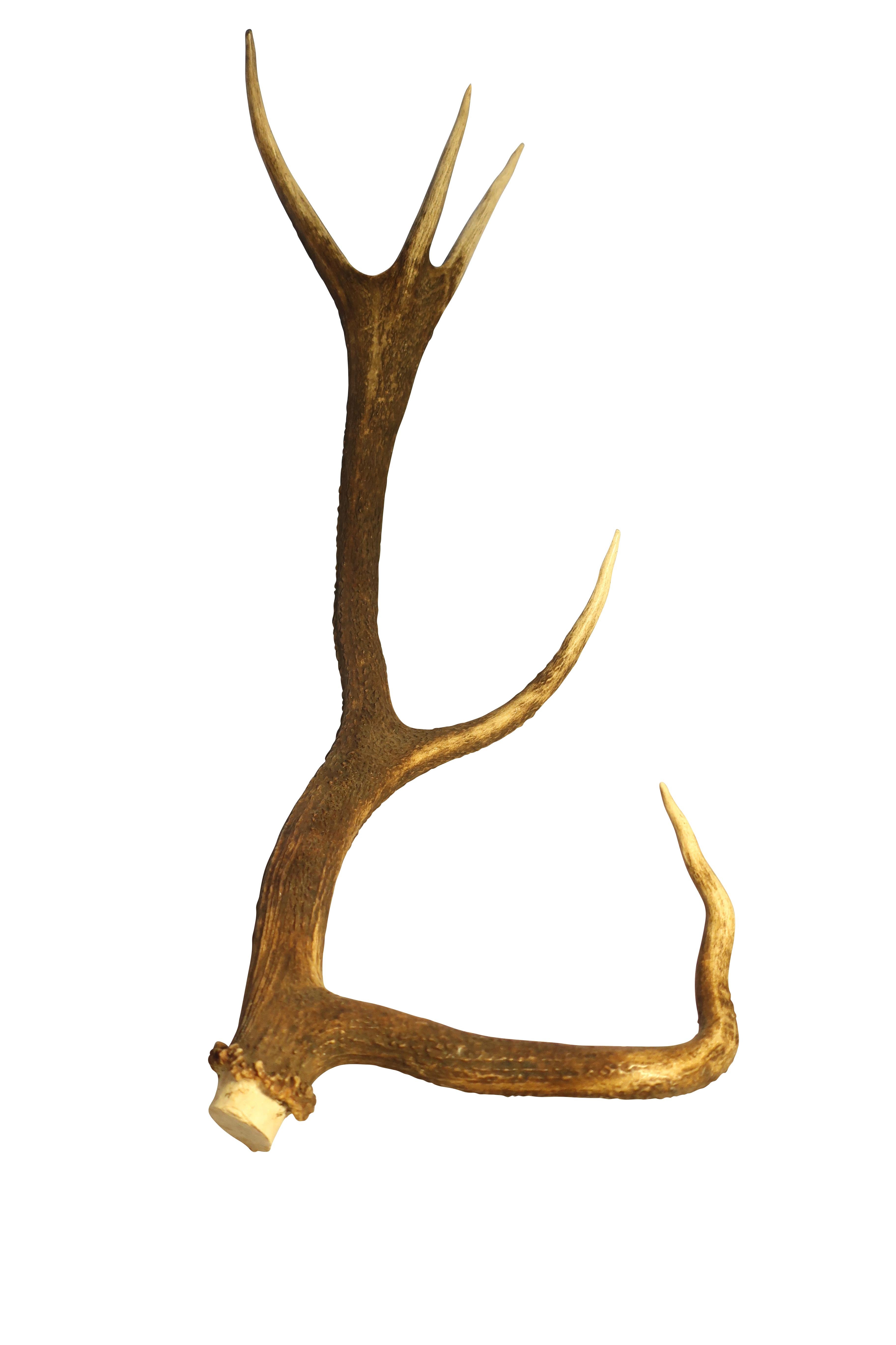 European Collection of Elk and Moose Antlers In Good Condition For Sale In Essex, MA