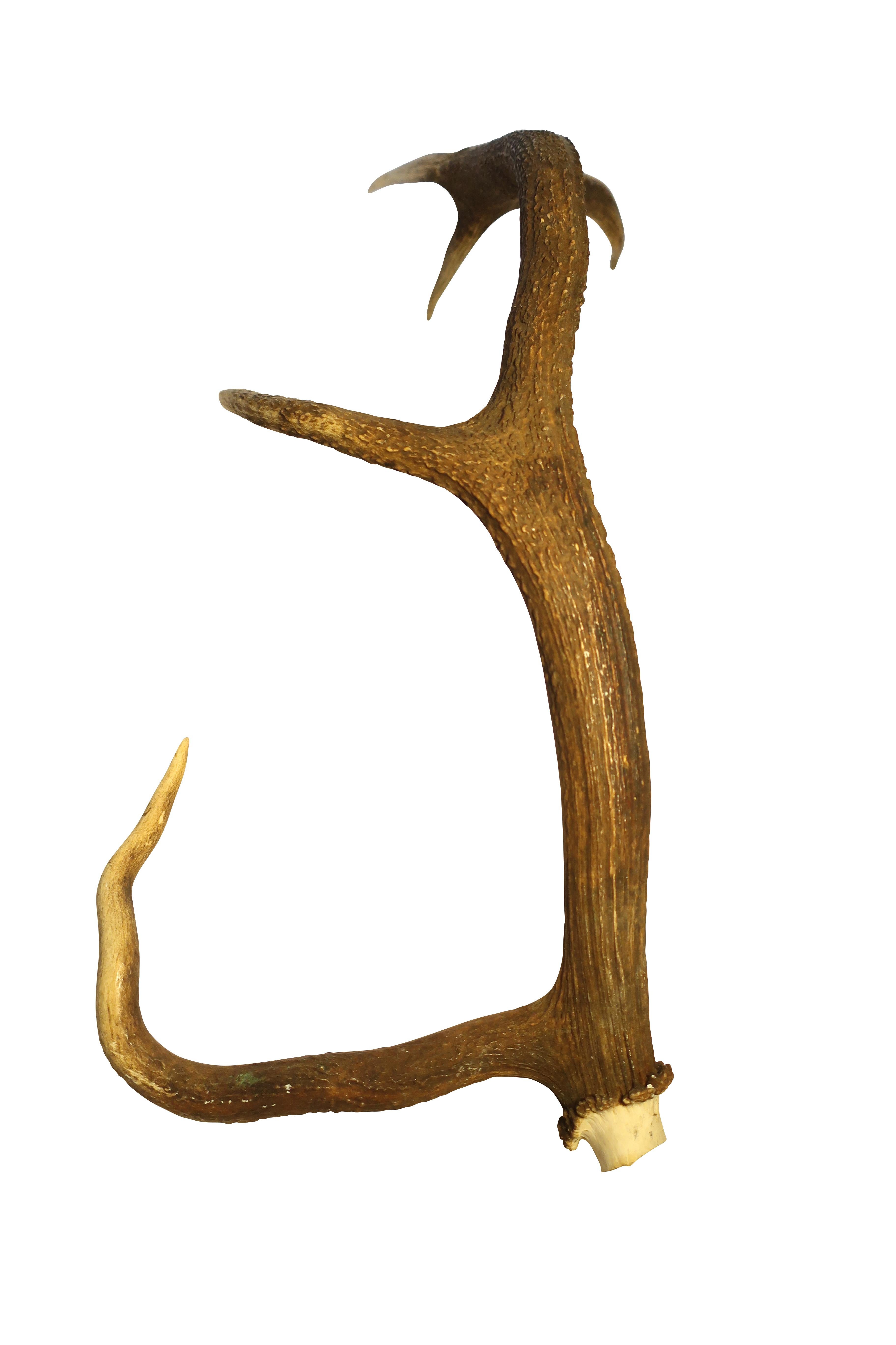 20th Century European Collection of Elk and Moose Antlers For Sale