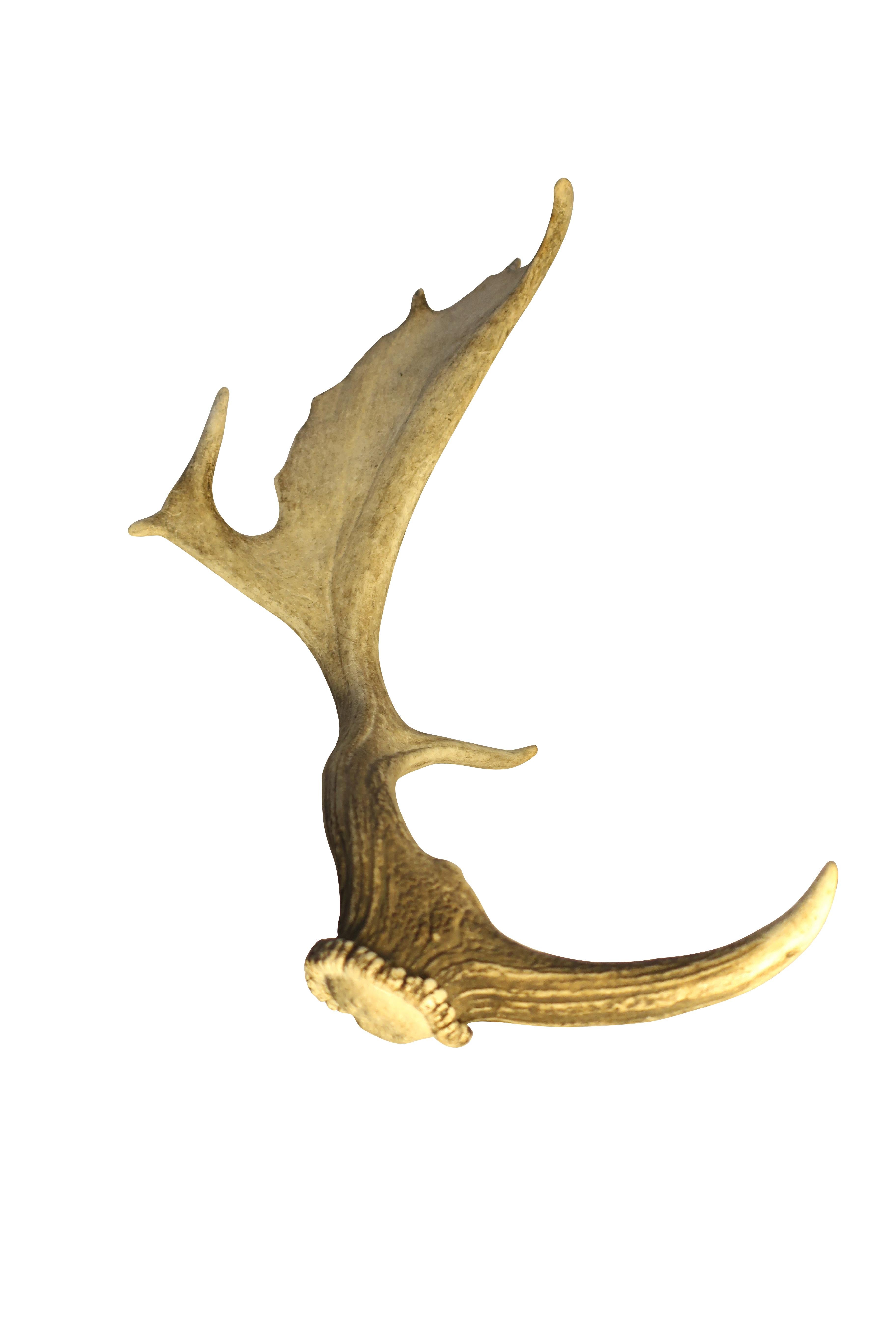 European Collection of Elk and Moose Antlers For Sale 2