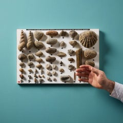 Collection de spécimens fossiles de l'Oxfordien (Jurassique supérieur) provenant du Dorset
