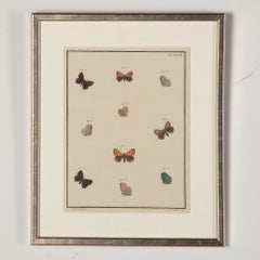 Collection of Fifteen Butterfly Engravings by Jacques Louis Engramelle
