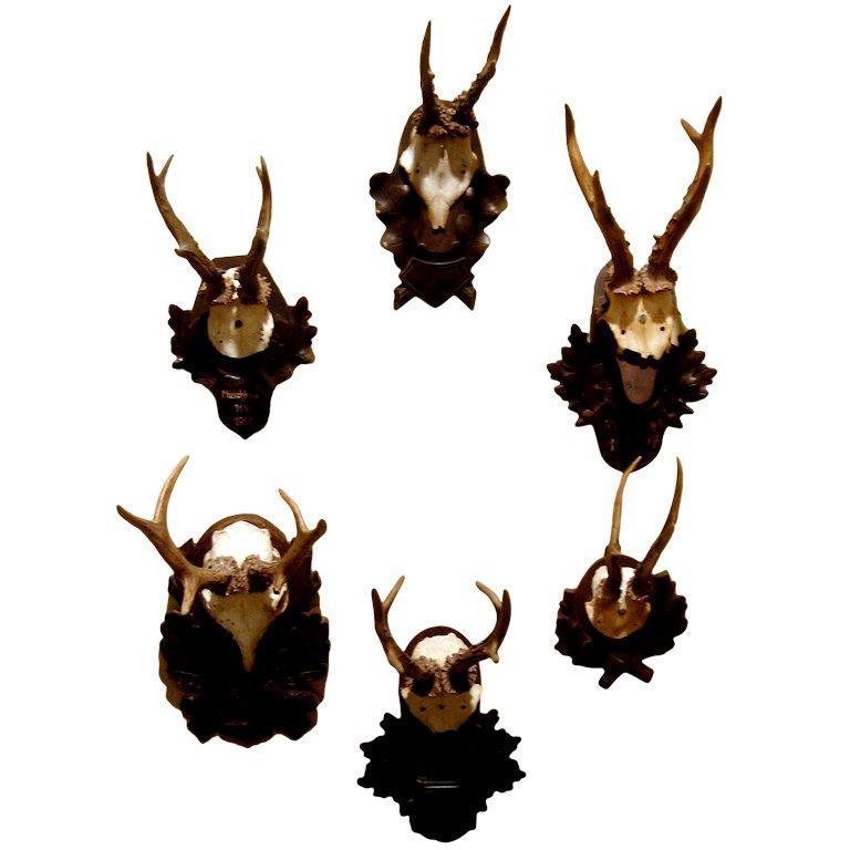 Collection of Five Black Forest Roe Mounts on Carved Wood Plaques Priced per mou For Sale