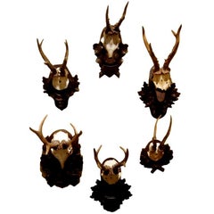 Antique Collection of Five Black Forest Roe Mounts on Carved Wood Plaques Priced per mou