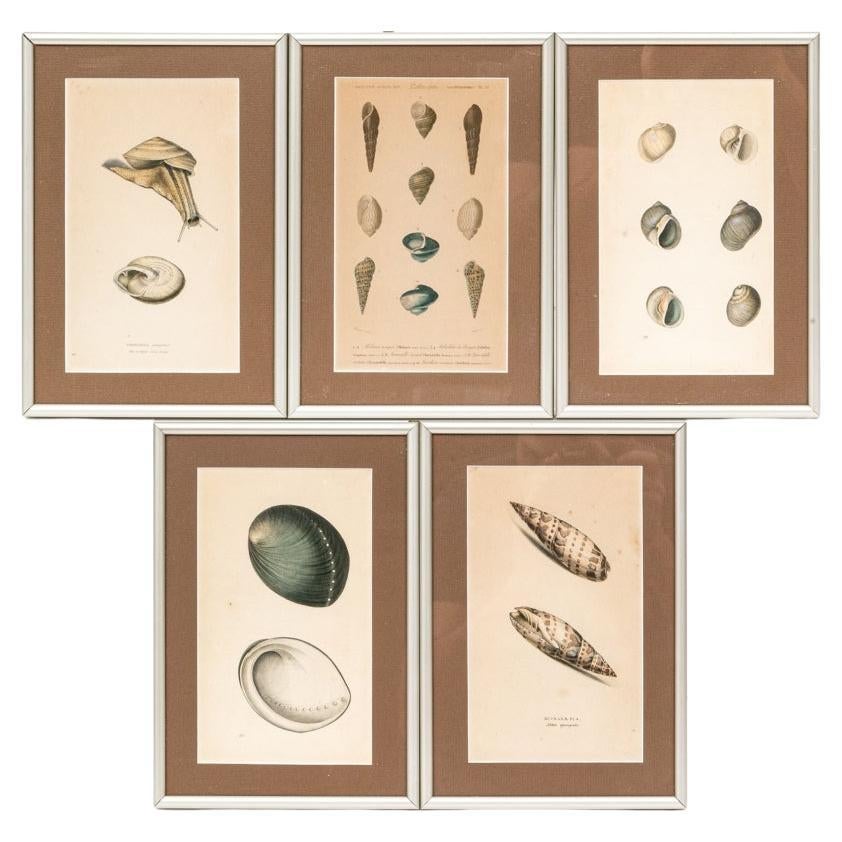 Colección de cinco láminas de conchas marinas