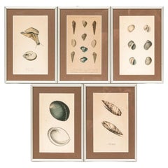 Colección de cinco láminas de conchas marinas