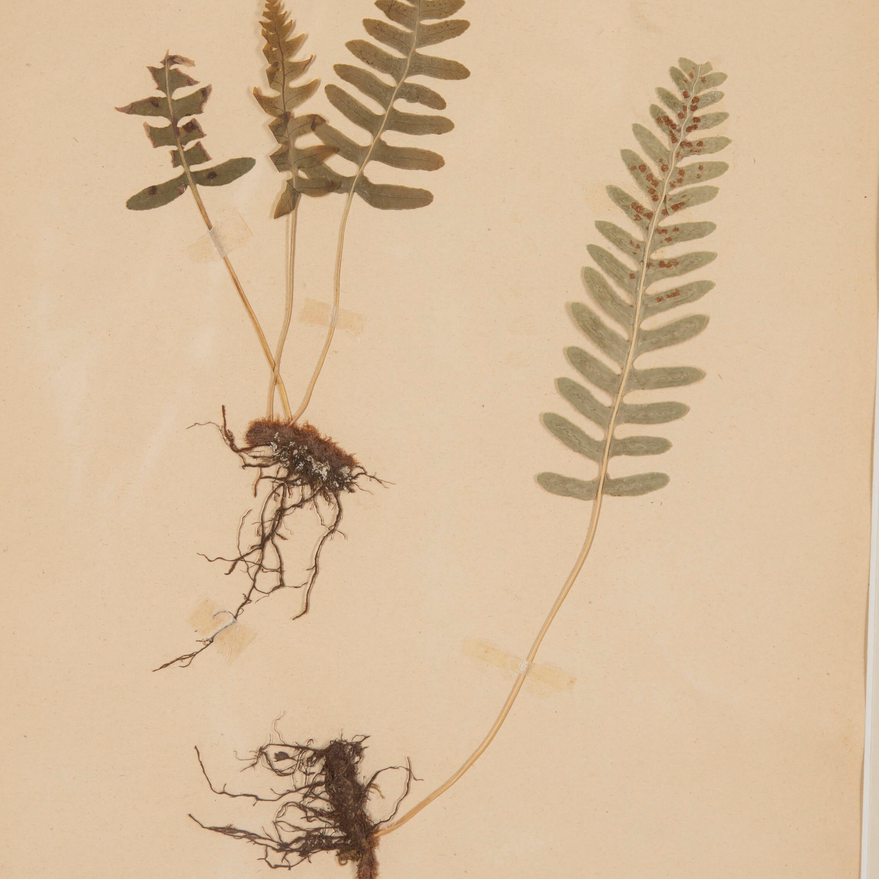 Collection of Four 19th Century Ferns 1