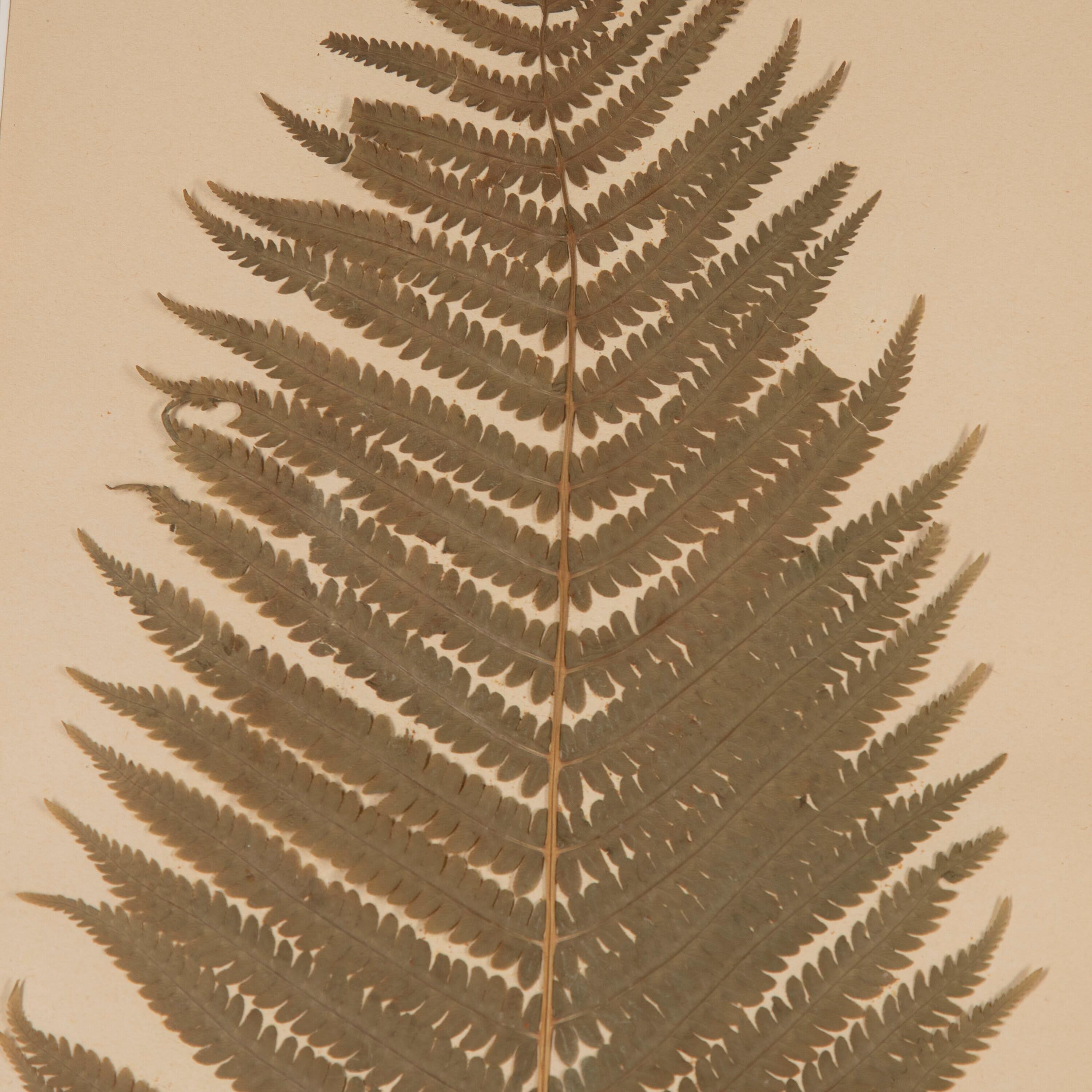Collection of Four 19th Century Ferns 2