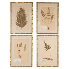 Collection of Four 19th Century Ferns