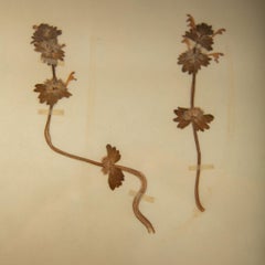 Sammlung von vier gerahmten botanischen Herbariexemplaren aus dem 19. Jahrhundert