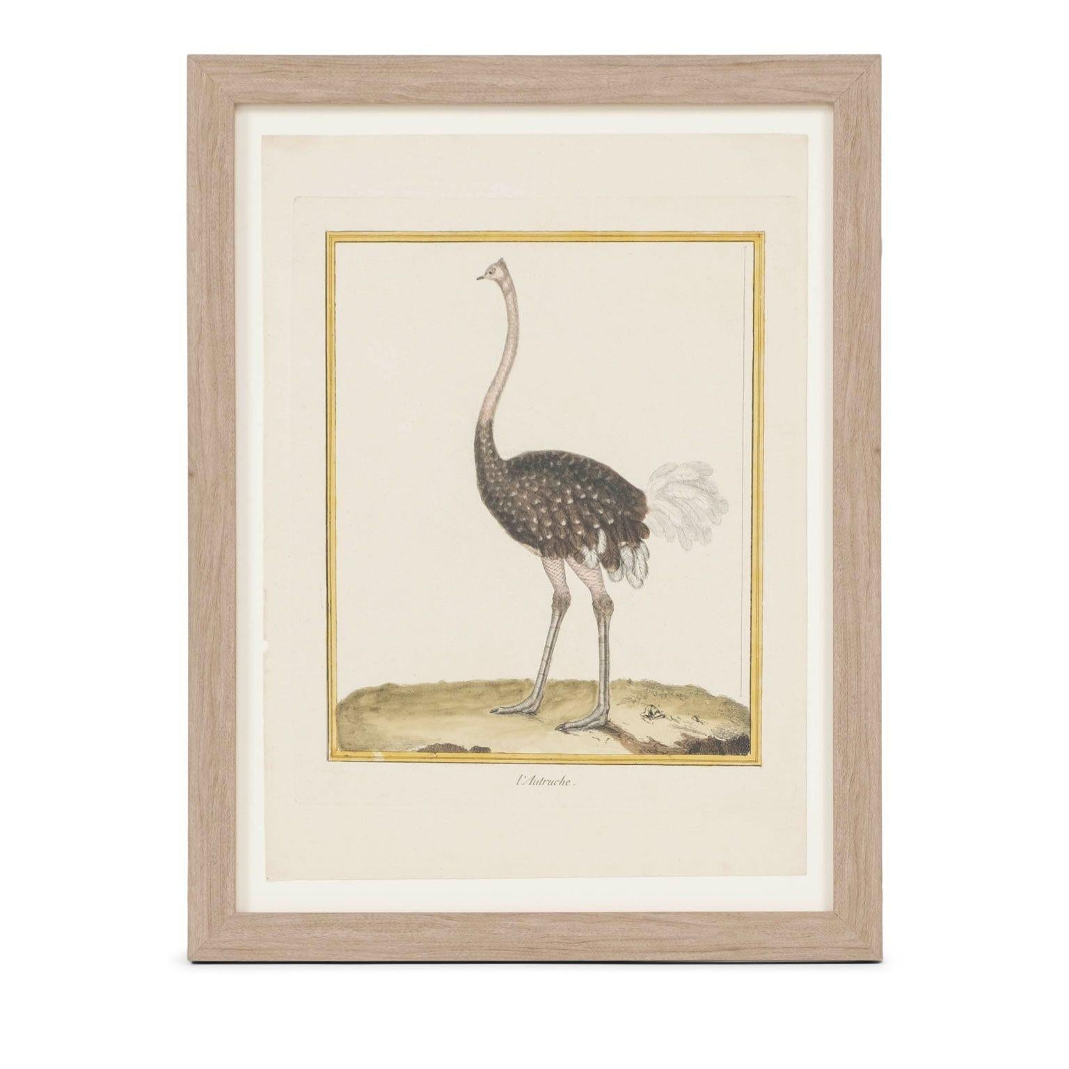 Sammlung von vier handkolorierten Vogelstichen von François Nicolas Martinet (1725-1804), die aus der zehnbändigen 