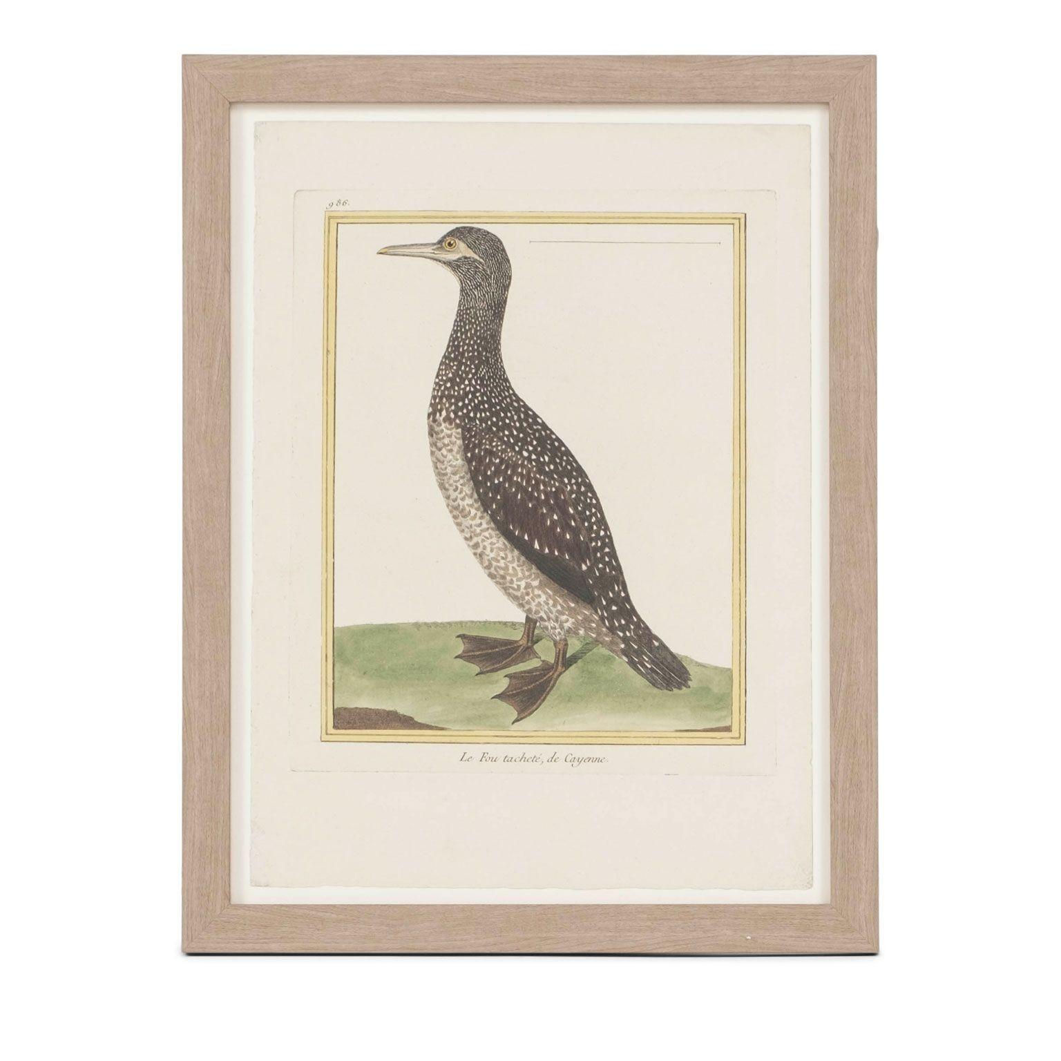 Neoclassical Collection of Four Hand-Colored Bird Engravings by François Nicolas Martinet For Sale