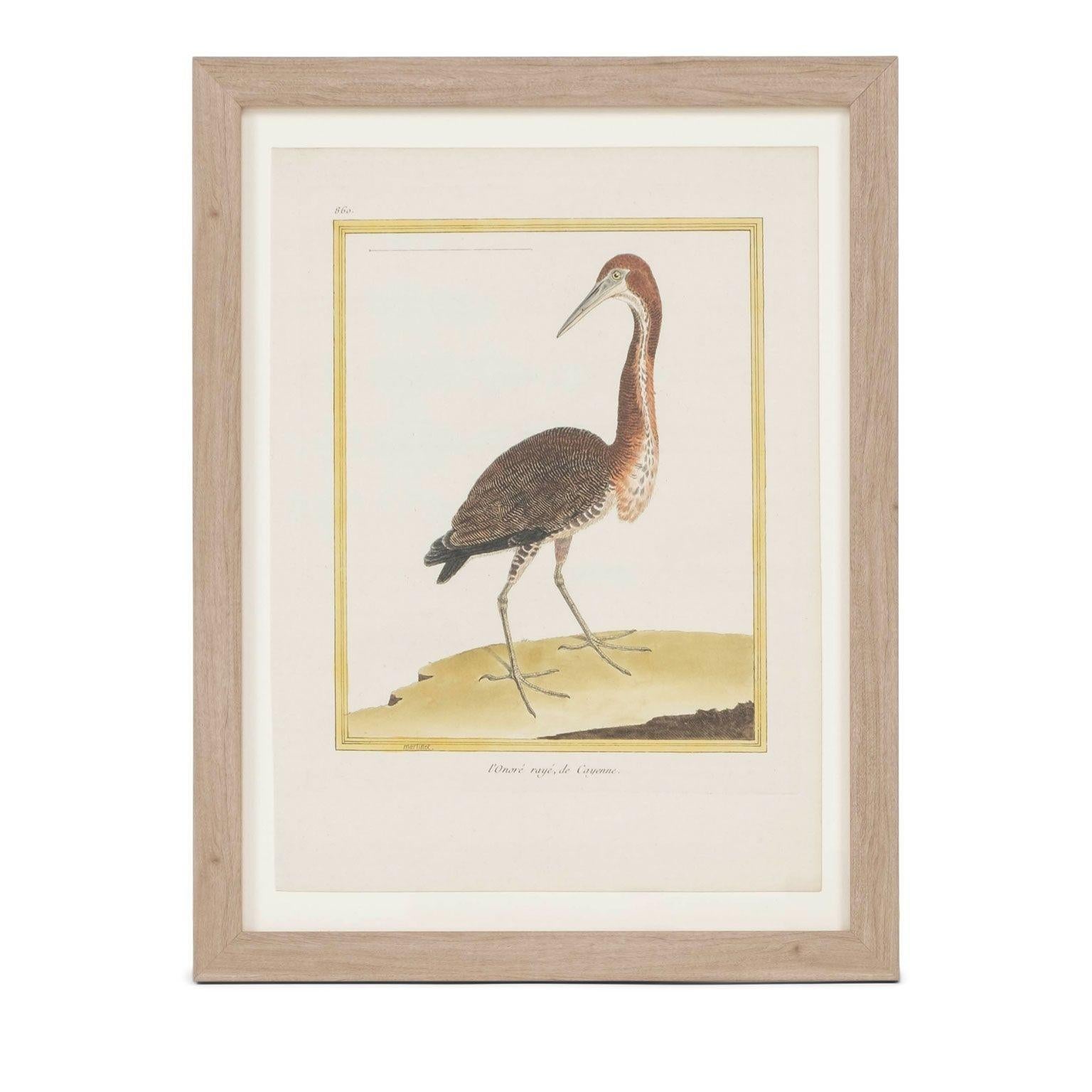 Peint à la main Collection de quatre gravures d'oiseaux coloriées à la main par François Nicolas Martinet en vente