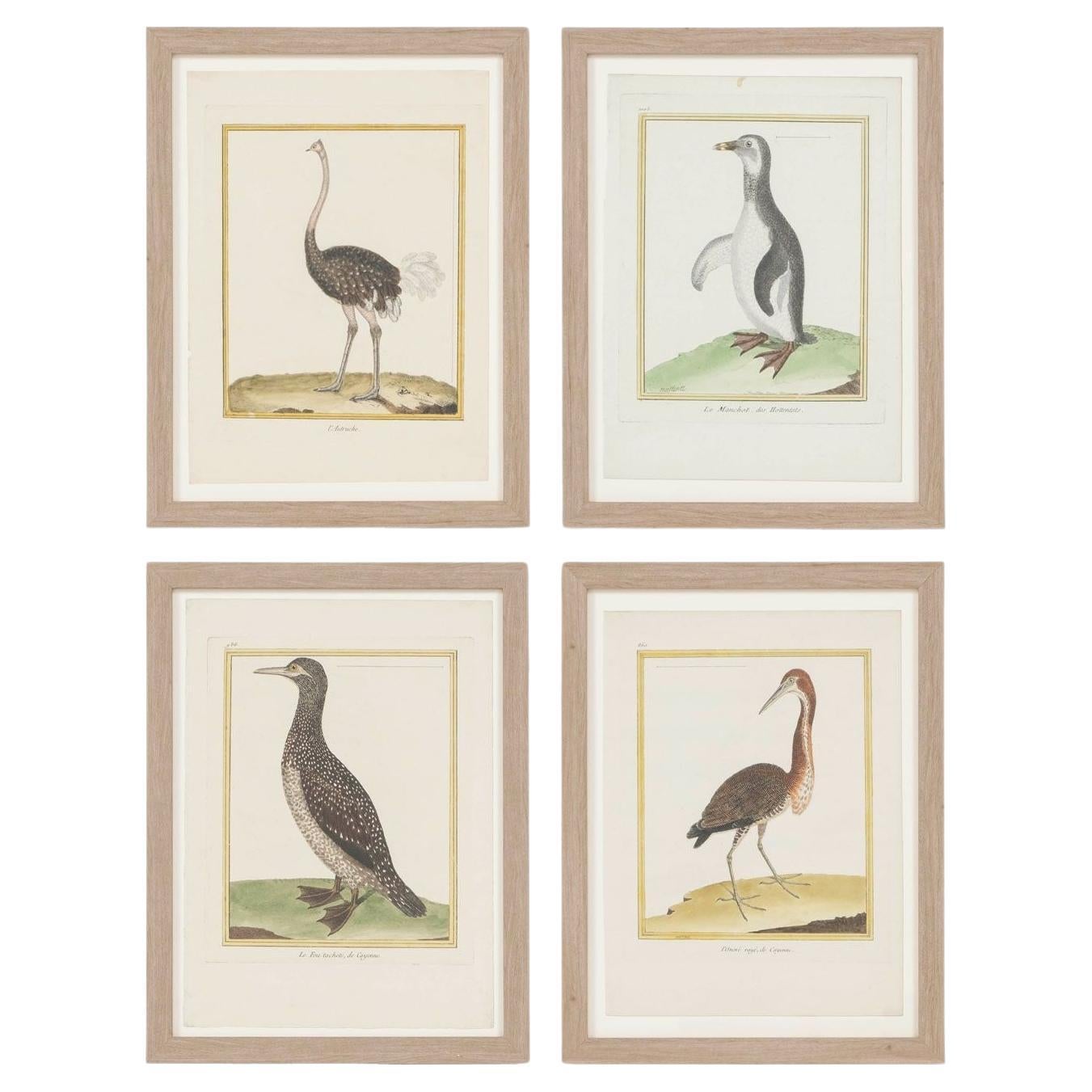 Collection of Four Hand-Colored Bird Engravings by François Nicolas Martinet