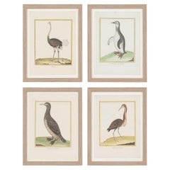 Antique Collection of Four Hand-Colored Bird Engravings by François Nicolas Martinet