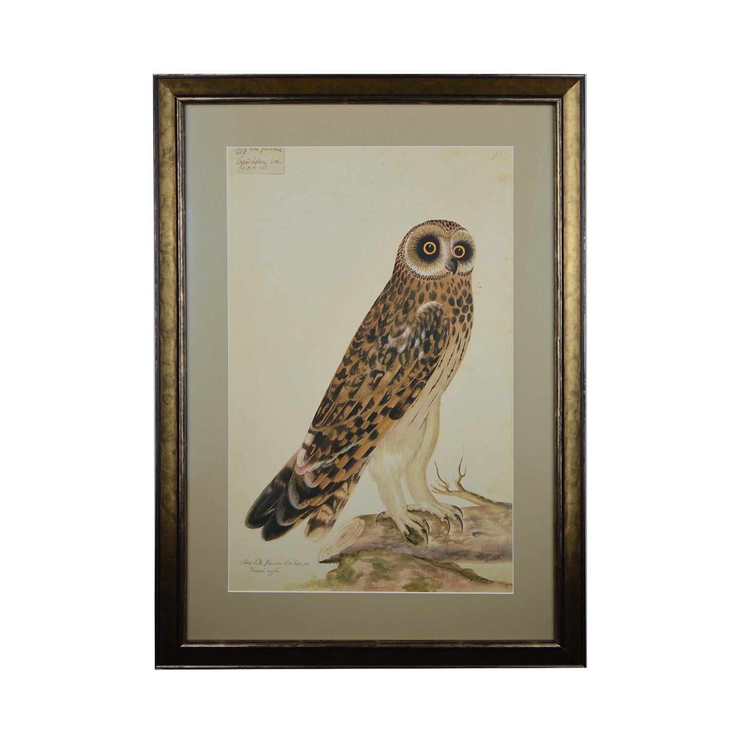 Swedish Collection of Four Large Olof Rudbeck the Younger Owl Limited Edition Prints