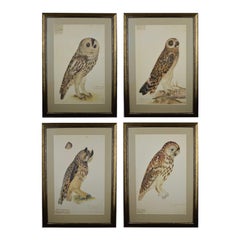 Collection of Four Large Olof Rudbeck the Younger Owl Limited Edition Prints