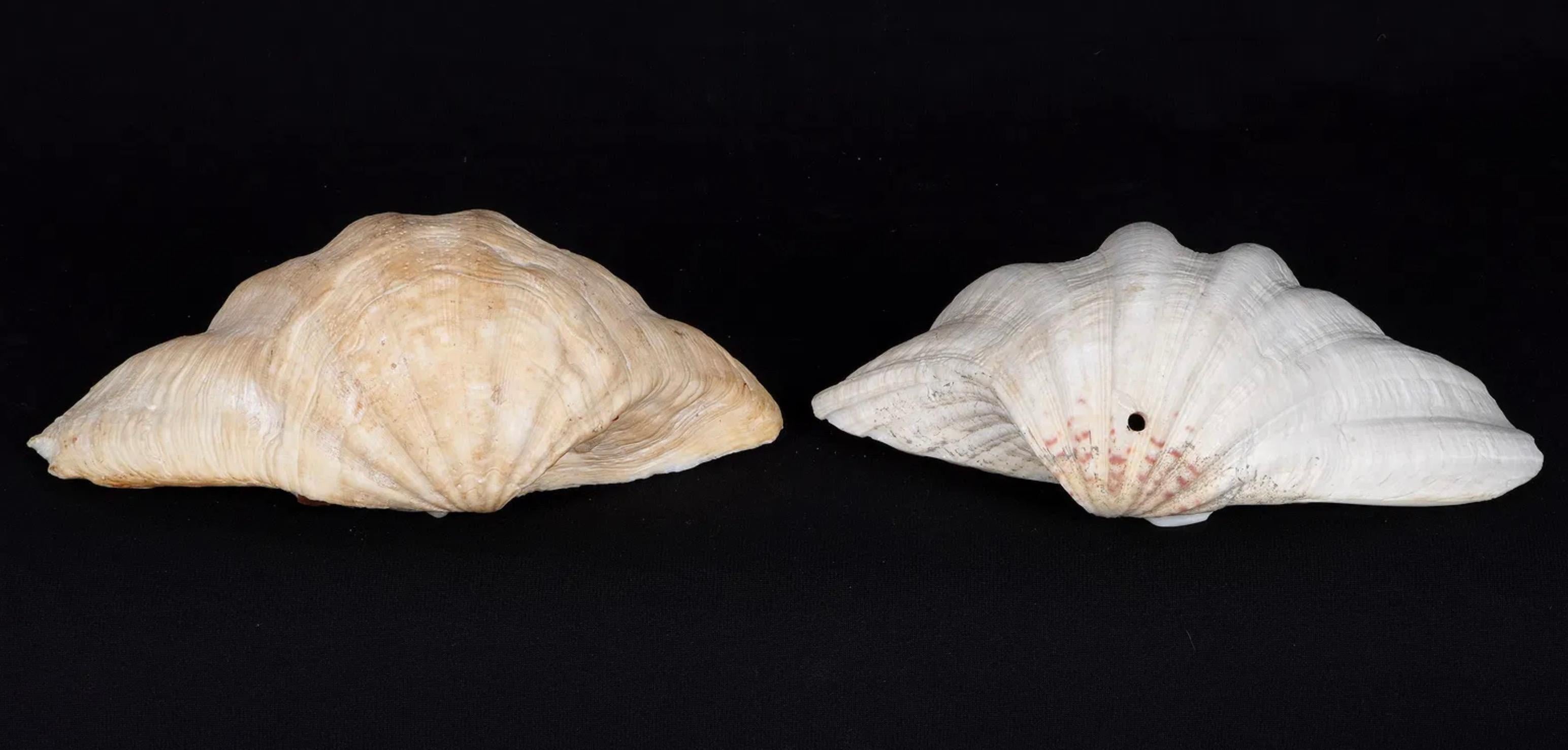 Collection'S di quattro conchiglie naturali di vongola Tridacna Gigas - Pacifico meridionale, metà del XX secolo in vendita 4