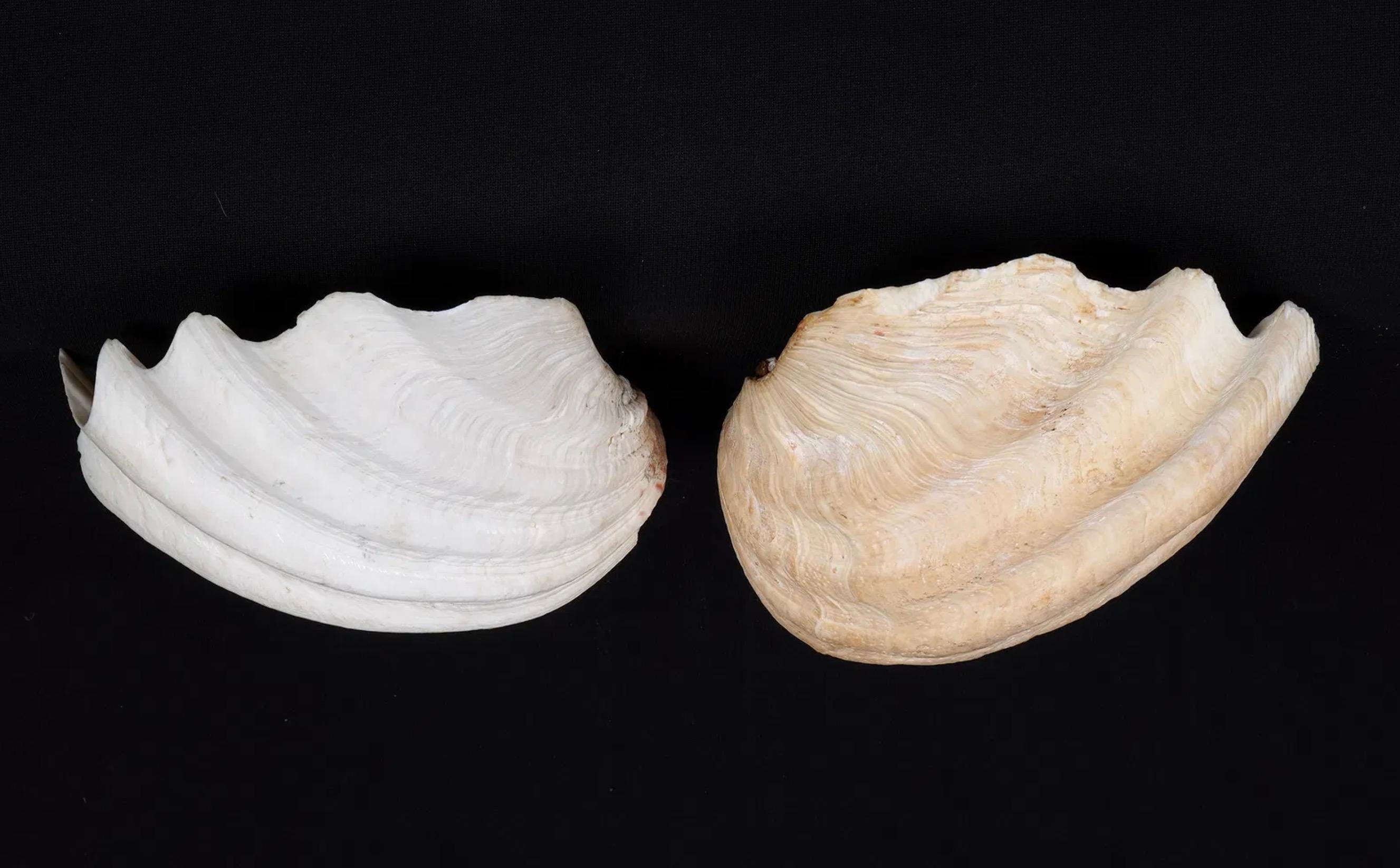 Collection'S di quattro conchiglie naturali di vongola Tridacna Gigas - Pacifico meridionale, metà del XX secolo in vendita 5