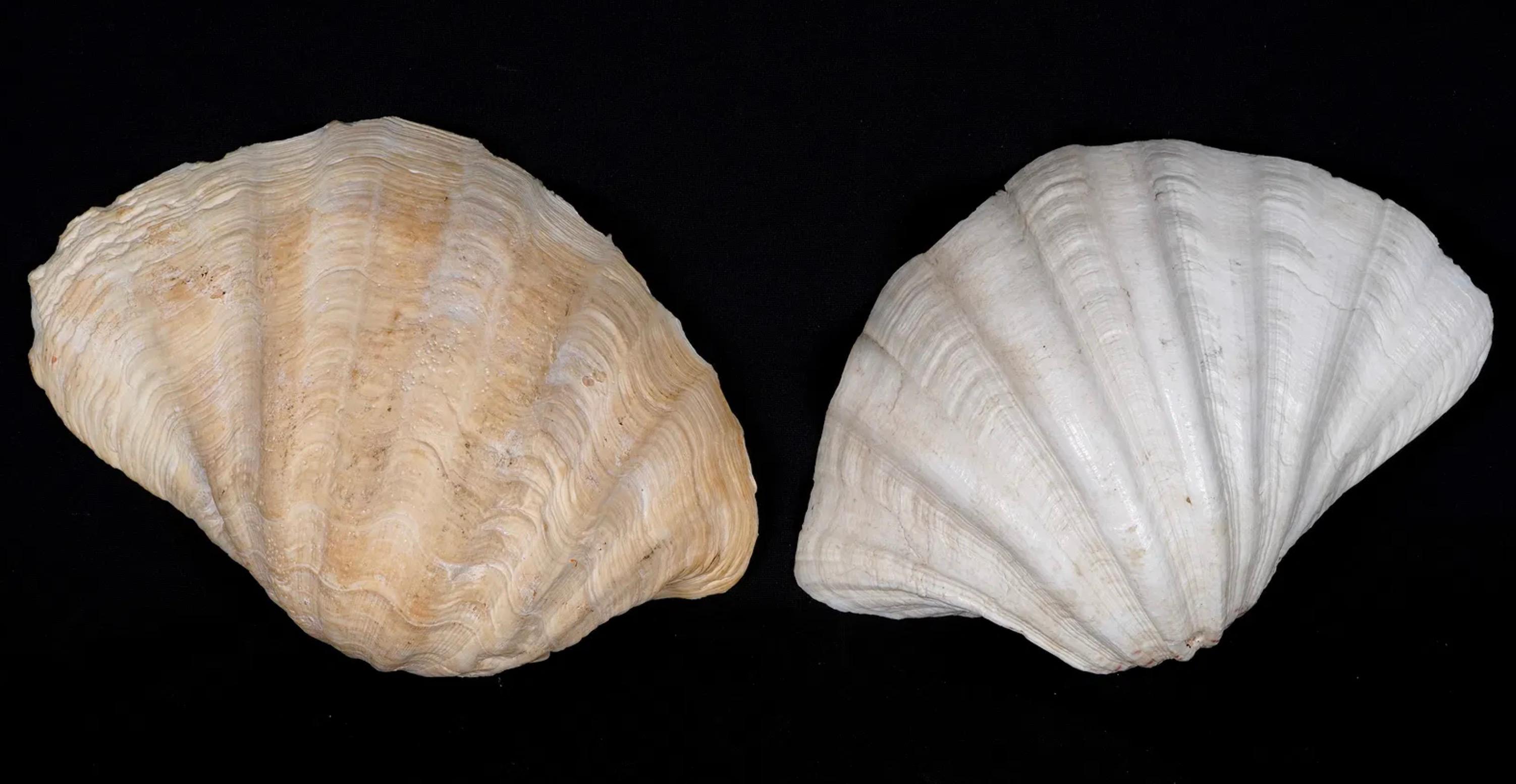 Collection'S di quattro conchiglie naturali di vongola Tridacna Gigas - Pacifico meridionale, metà del XX secolo in vendita 6