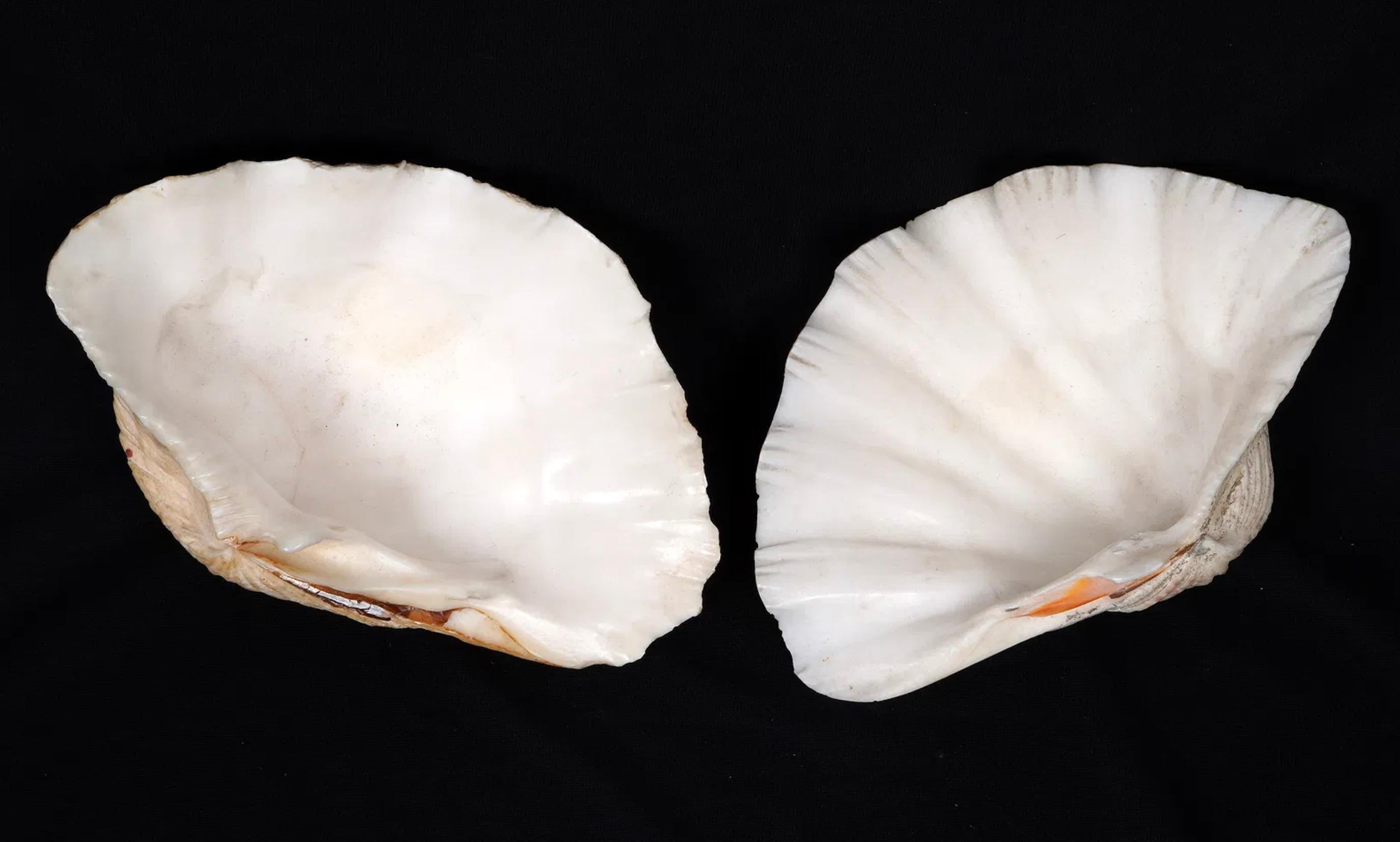 Collection'S di quattro conchiglie naturali di vongola Tridacna Gigas - Pacifico meridionale, metà del XX secolo in vendita 7