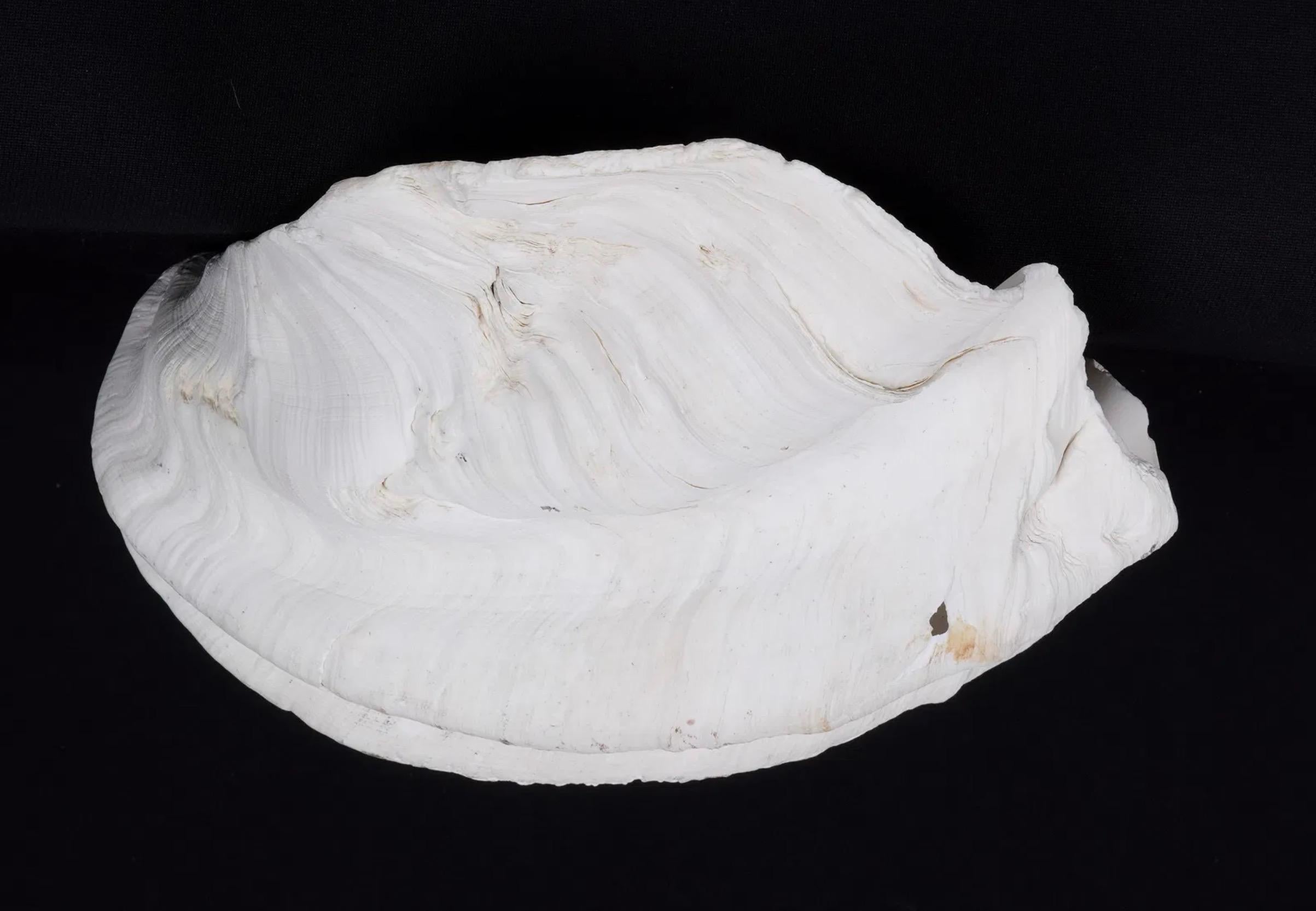 Collection'S di quattro conchiglie naturali di vongola Tridacna Gigas - Pacifico meridionale, metà del XX secolo in vendita 8