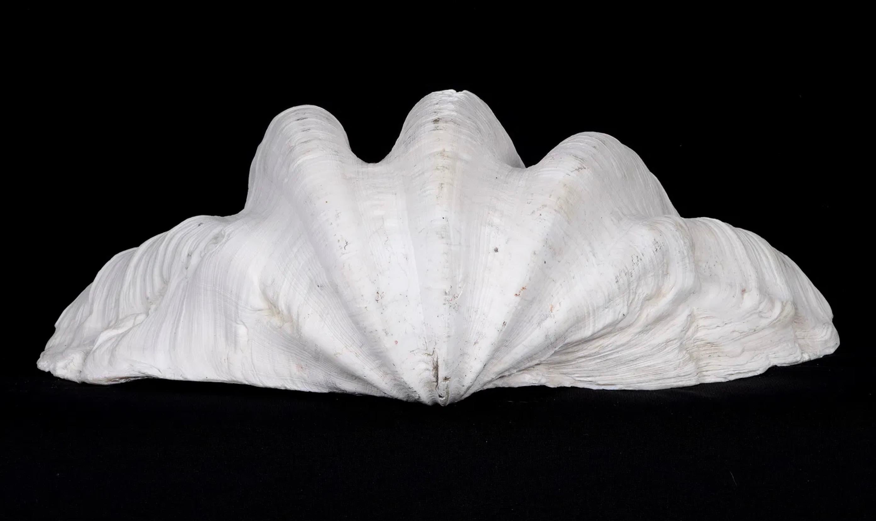 Collection'S di quattro conchiglie naturali di vongola Tridacna Gigas - Pacifico meridionale, metà del XX secolo in vendita 9