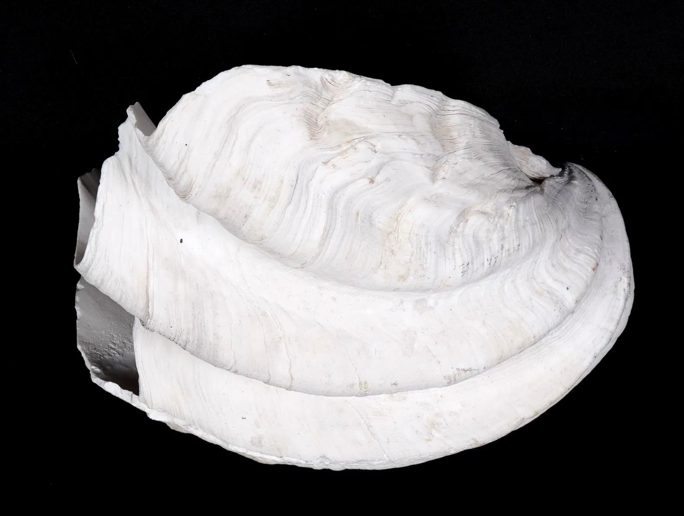 Collection'S di quattro conchiglie naturali di vongola Tridacna Gigas - Pacifico meridionale, metà del XX secolo in vendita 10