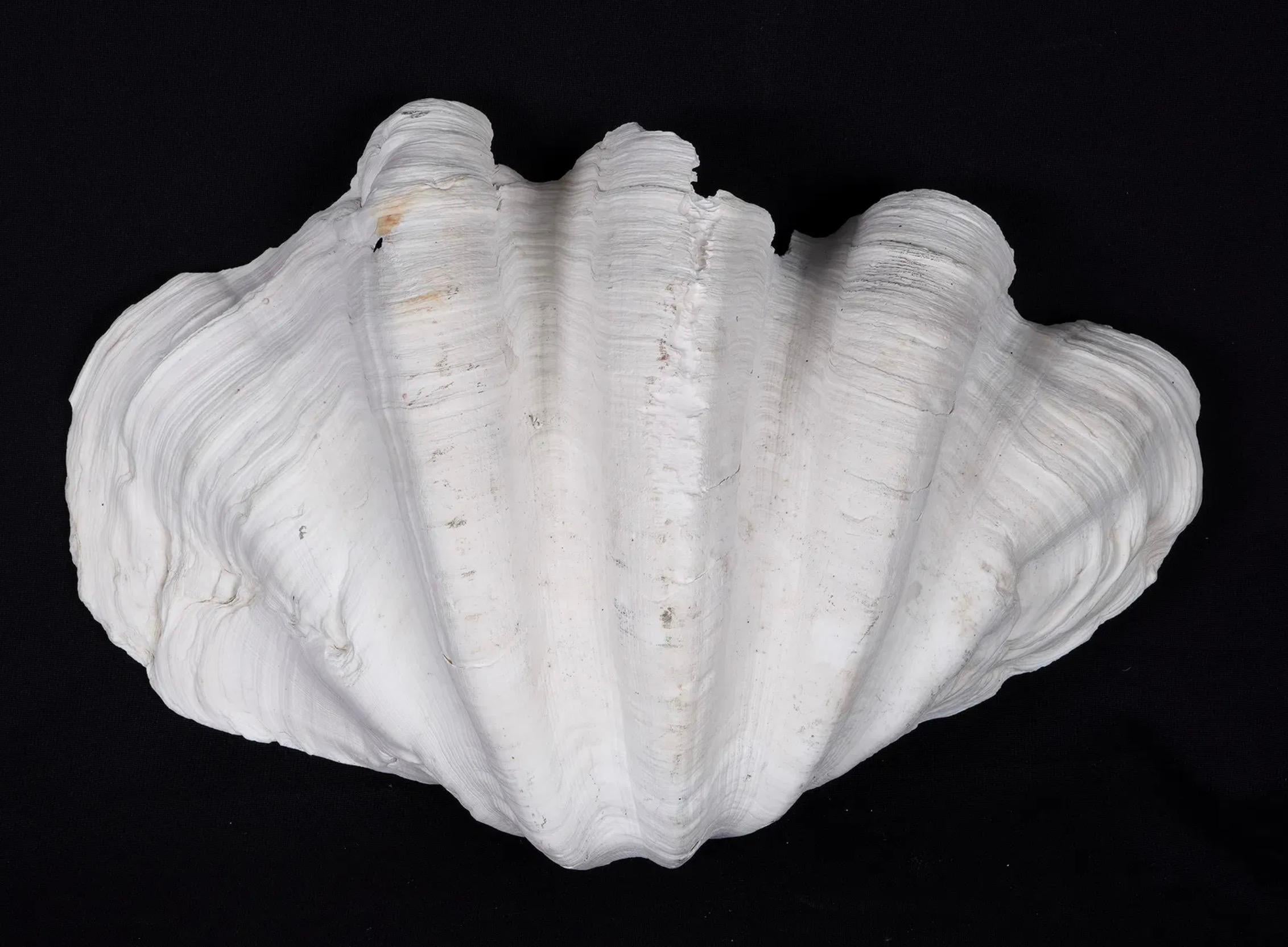 Collection'S di quattro conchiglie naturali di vongola Tridacna Gigas - Pacifico meridionale, metà del XX secolo in vendita 11