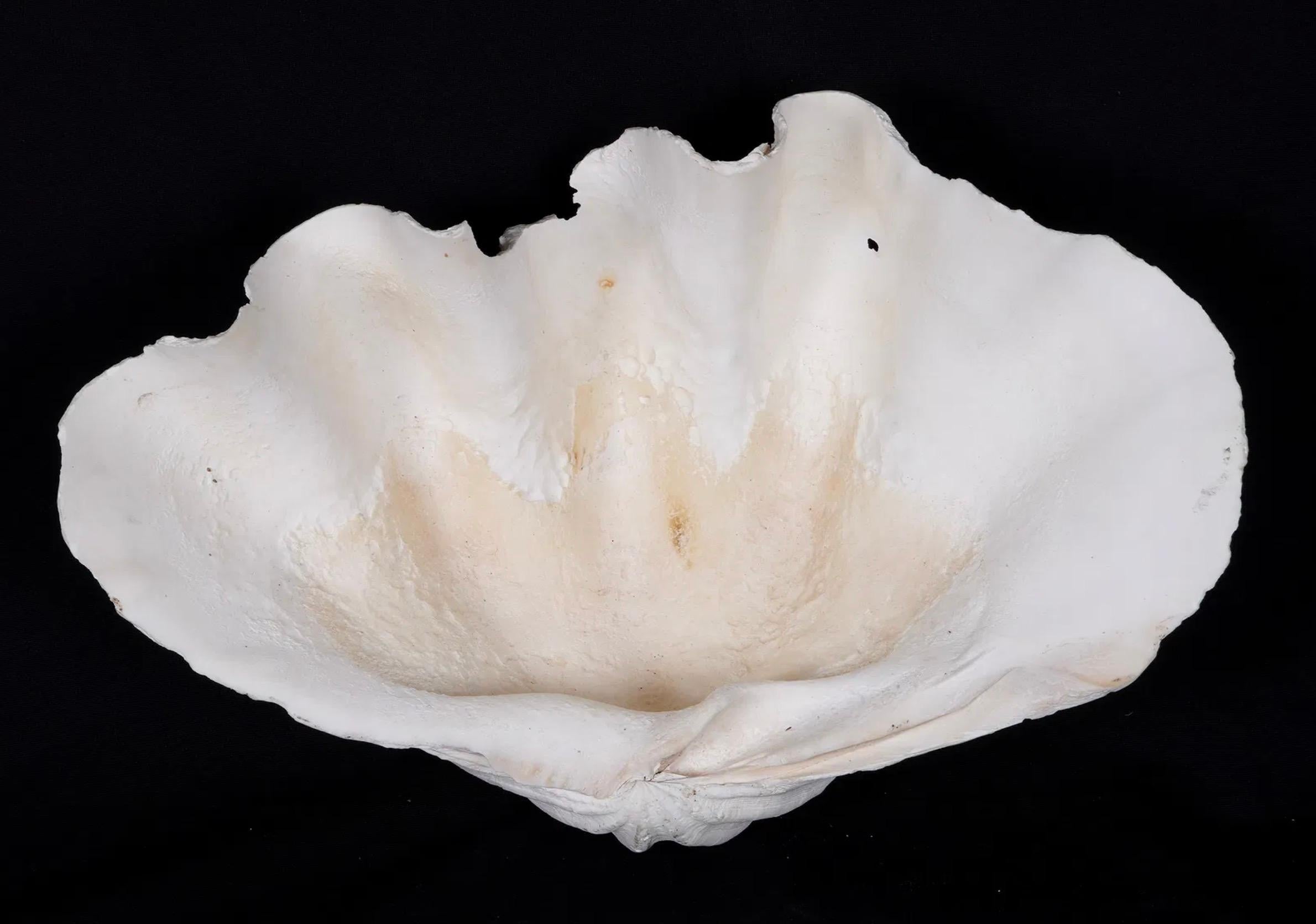 Collection'S di quattro conchiglie naturali di vongola Tridacna Gigas - Pacifico meridionale, metà del XX secolo in vendita 12