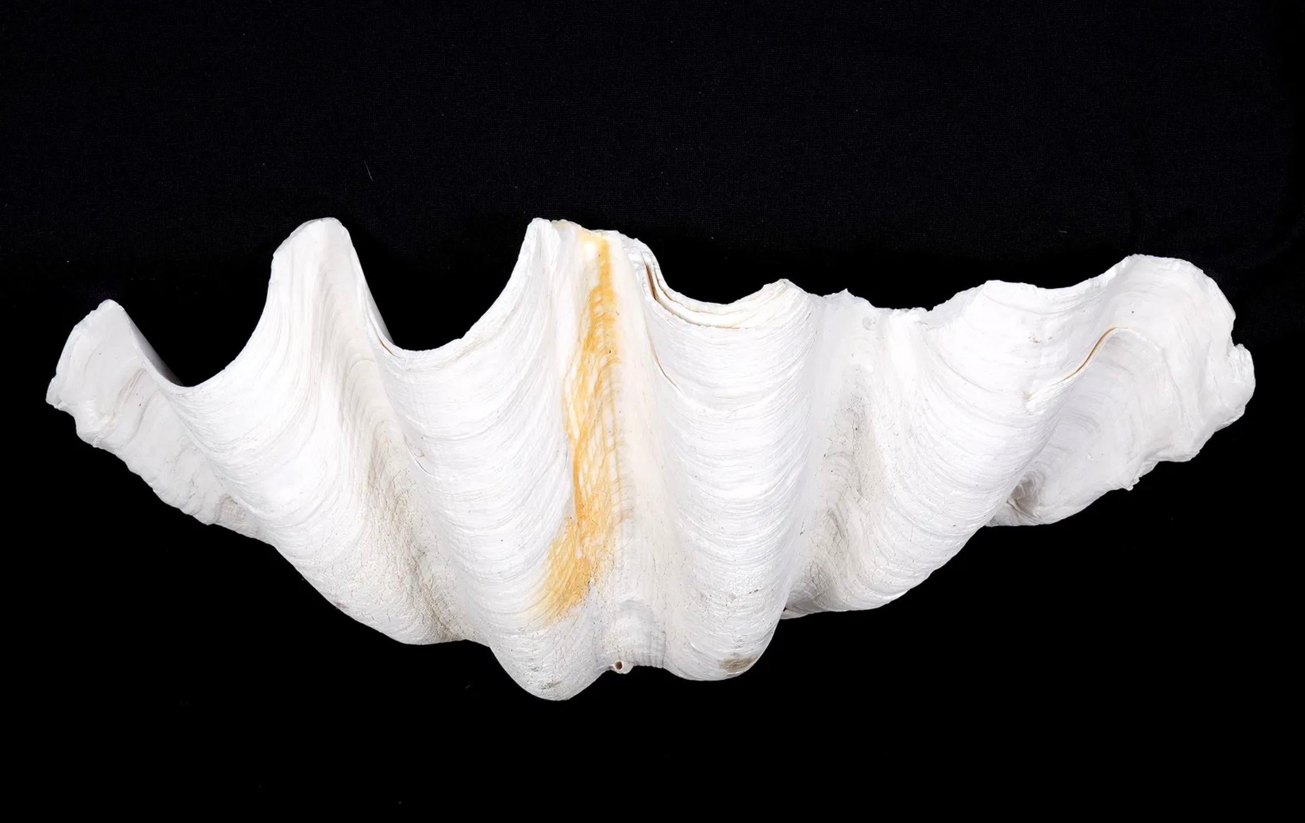 Una rara e scultorea collezione di quattro conchiglie naturali di Tridacna gigas, ognuna delle quali presenta smerlature spettacolari, calcificazioni stratificate e una forma organica unica di questa specie bivalve in via di estinzione. Queste