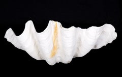 Collection of Four Natural Tridacna Gigas Clam Shells – South Pacific, Mid-20th