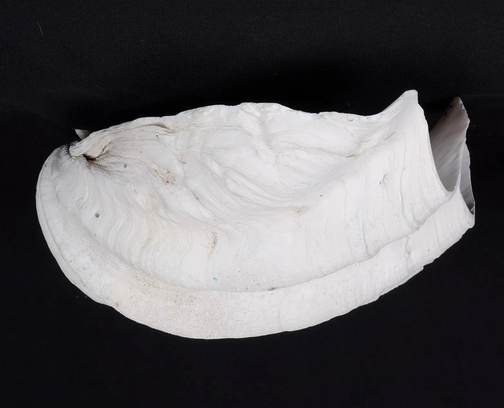 Greco-romano Collection'S di quattro conchiglie naturali di vongola Tridacna Gigas - Pacifico meridionale, metà del XX secolo in vendita