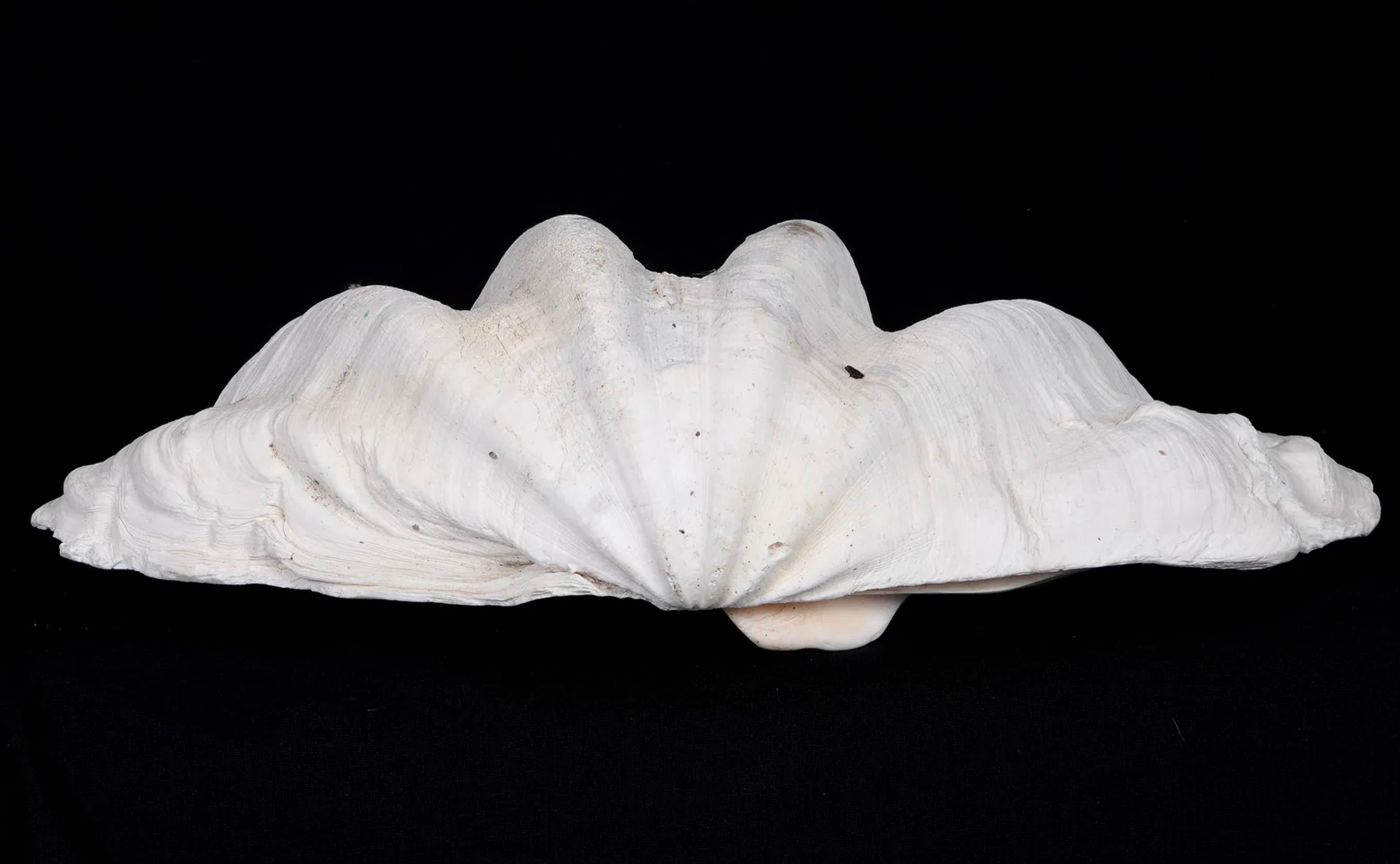 Sud-est asiatico Collection'S di quattro conchiglie naturali di vongola Tridacna Gigas - Pacifico meridionale, metà del XX secolo in vendita