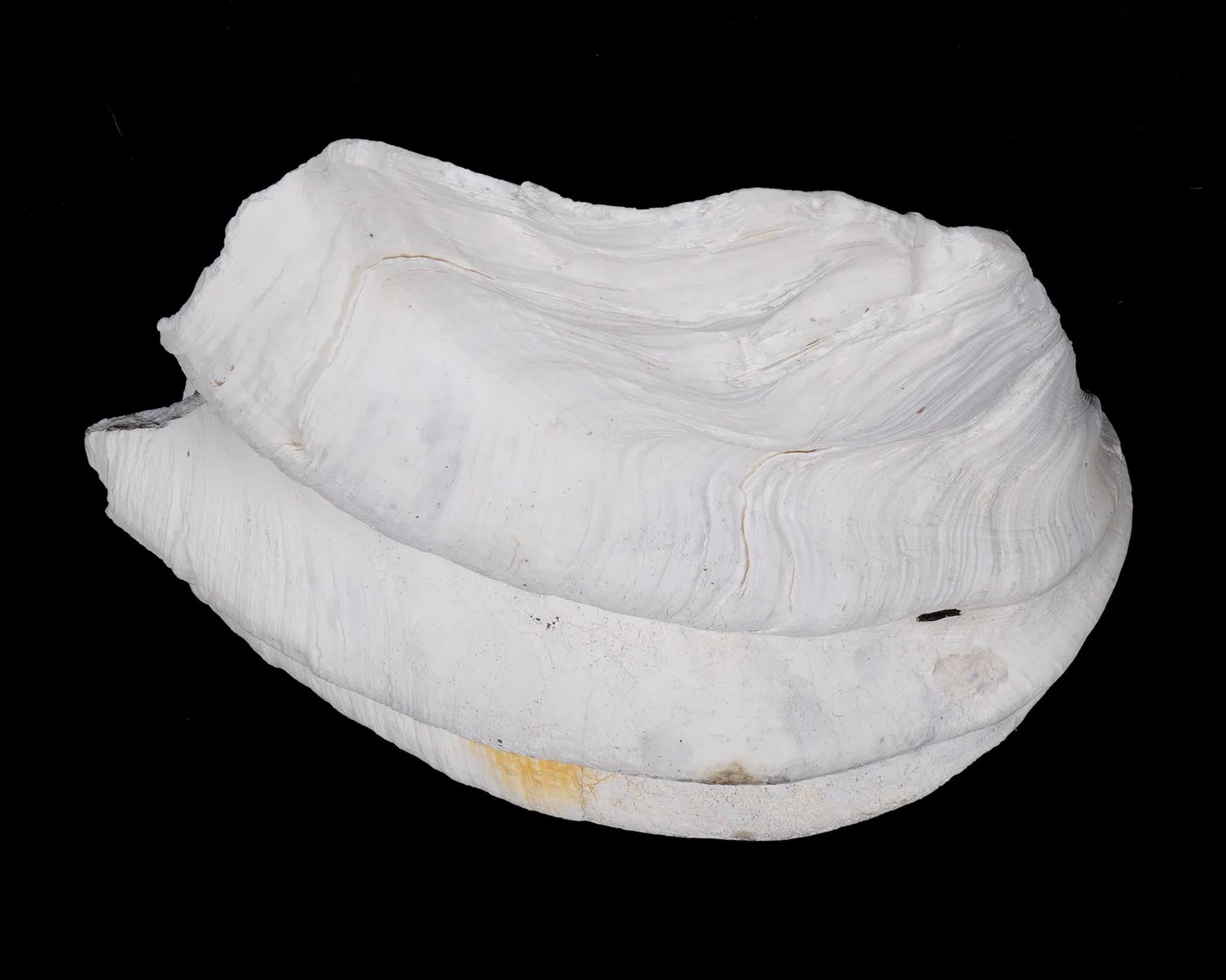 Collection'S di quattro conchiglie naturali di vongola Tridacna Gigas - Pacifico meridionale, metà del XX secolo In condizioni buone in vendita a New York, NY