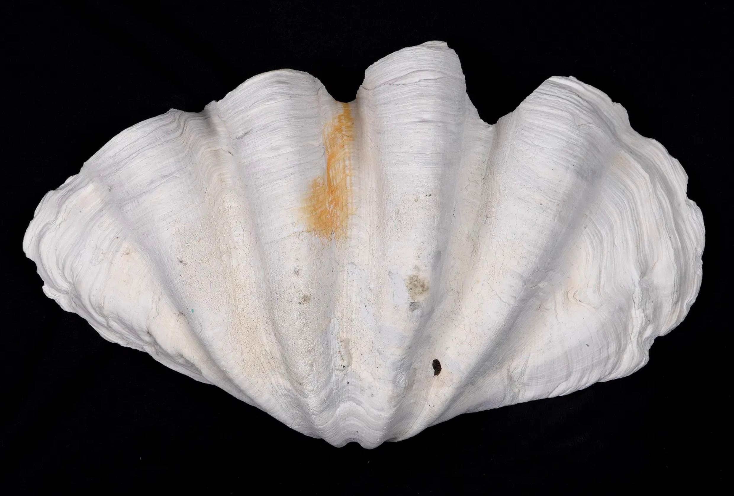 Conchiglia Collection'S di quattro conchiglie naturali di vongola Tridacna Gigas - Pacifico meridionale, metà del XX secolo in vendita