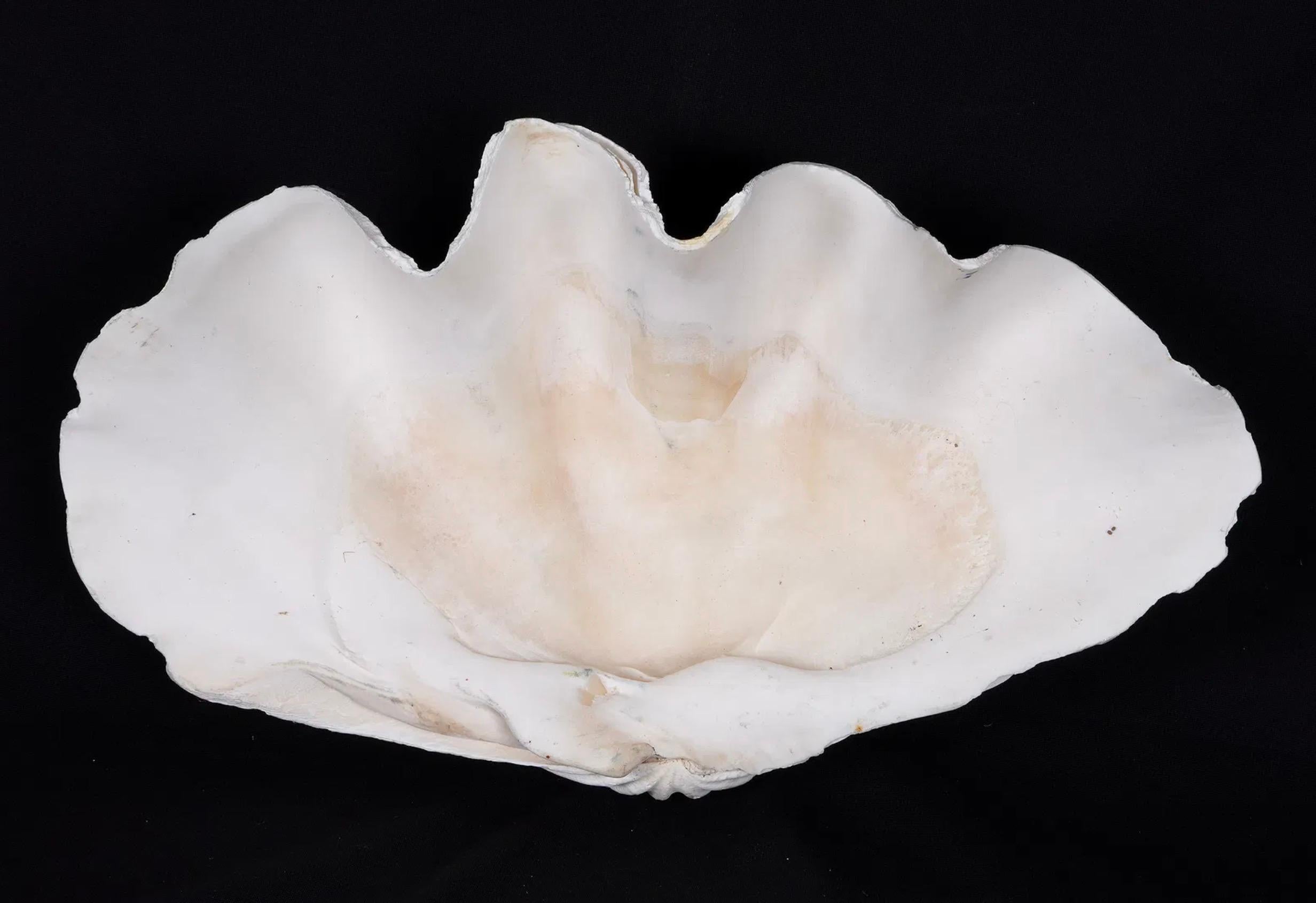 Collection'S di quattro conchiglie naturali di vongola Tridacna Gigas - Pacifico meridionale, metà del XX secolo in vendita 1